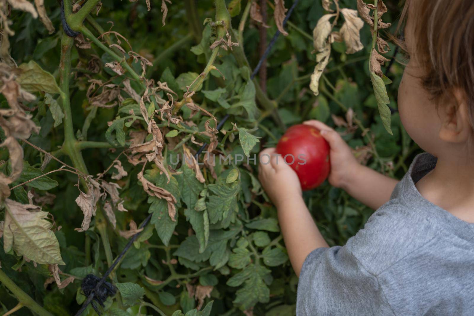 boy picking organic tomatoes in his home garden