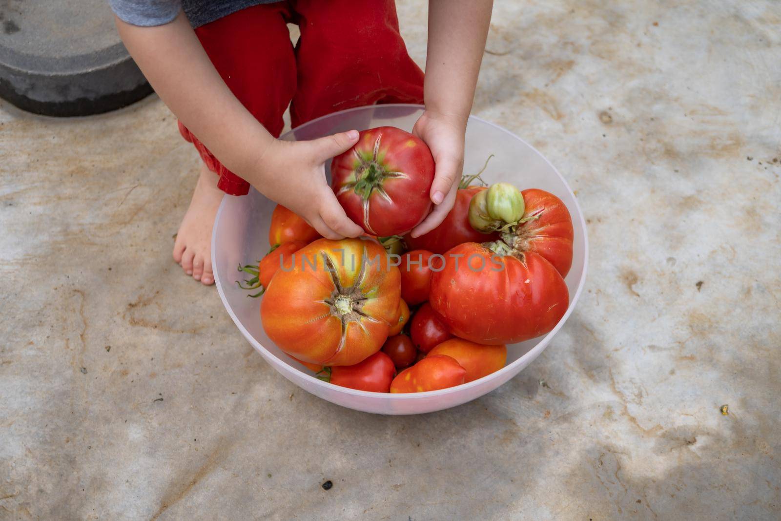 boy picking tomatoes in the garden by joseantona