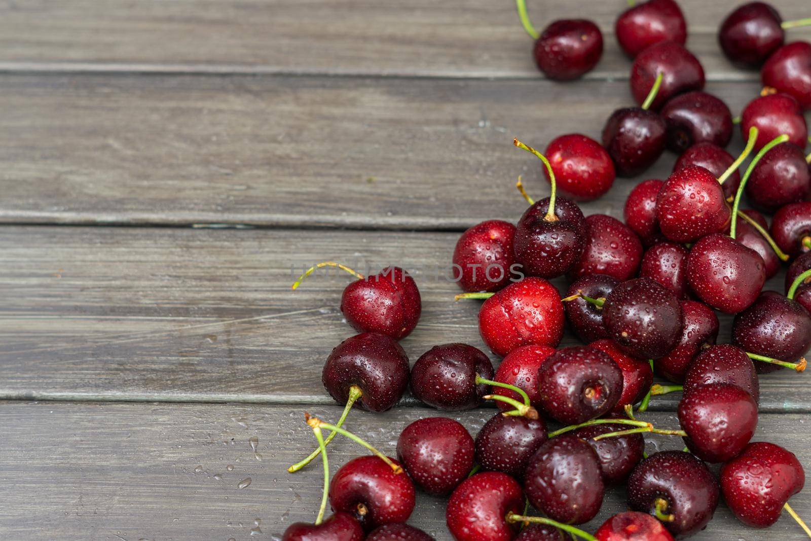 fresh red summer cherries with water drops