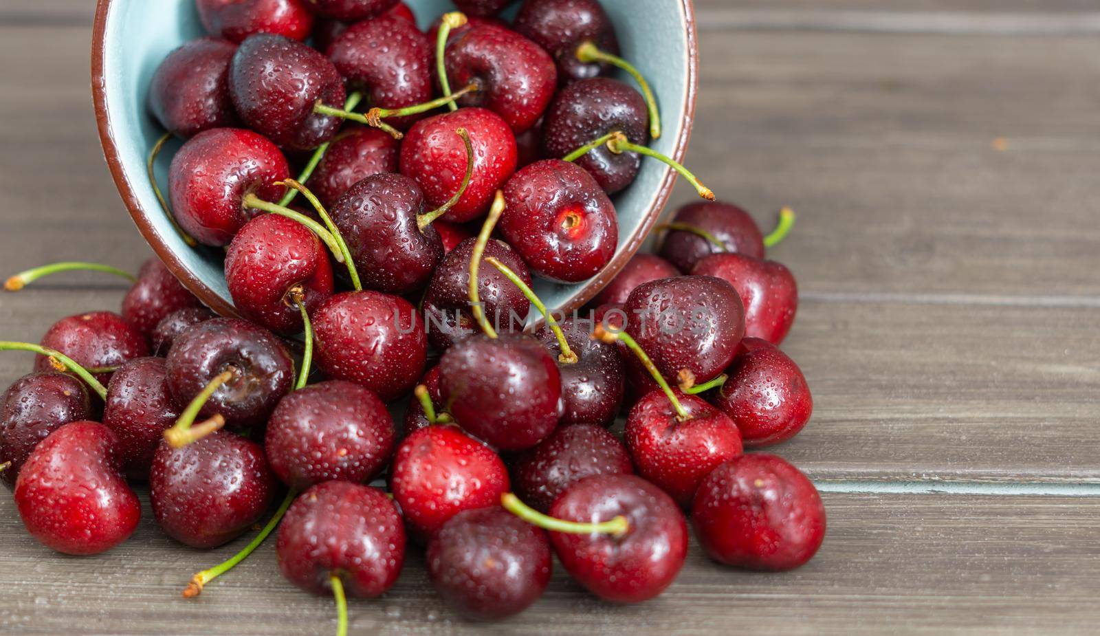 fresh red summer cherries with water drops