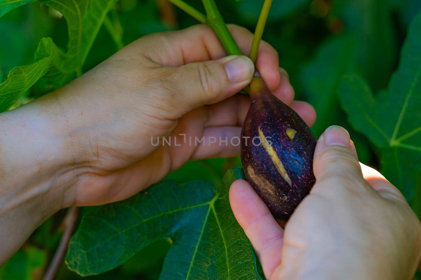 organic breba picked from the tree by joseantona