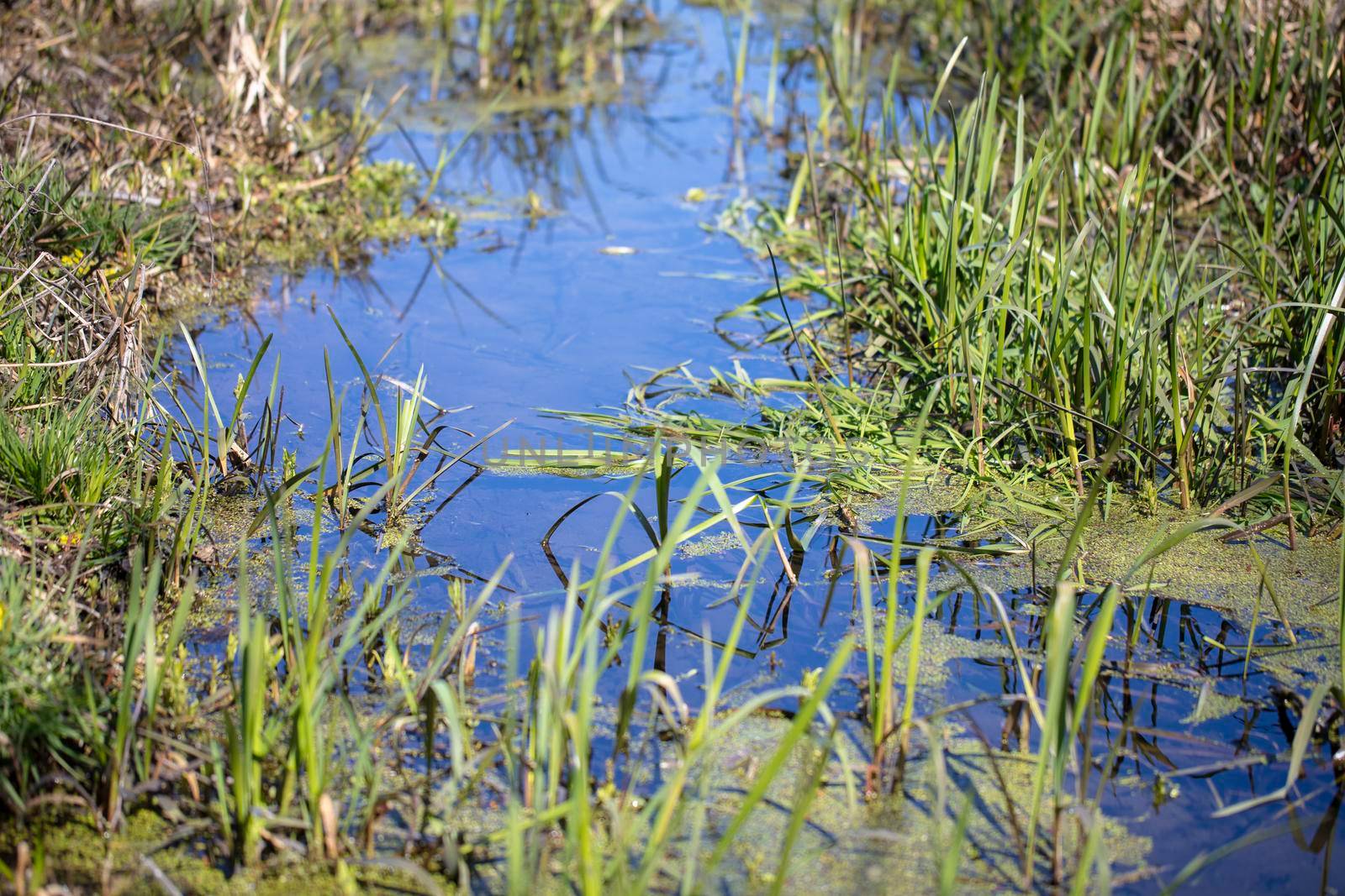 A small blue river or stream surrounded by green grass.
