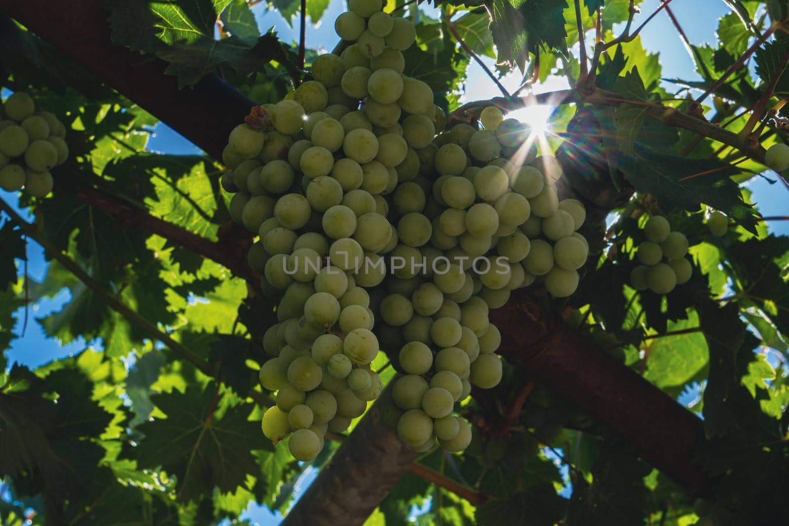 close-up of a bunch of green grapes on the vine illuminated by the sun's rays