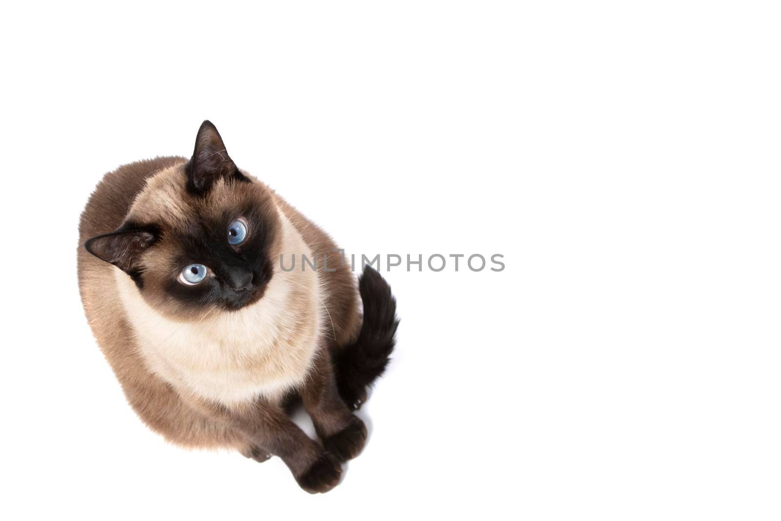 Siamese cat isolated on white background.Beautiful animal.