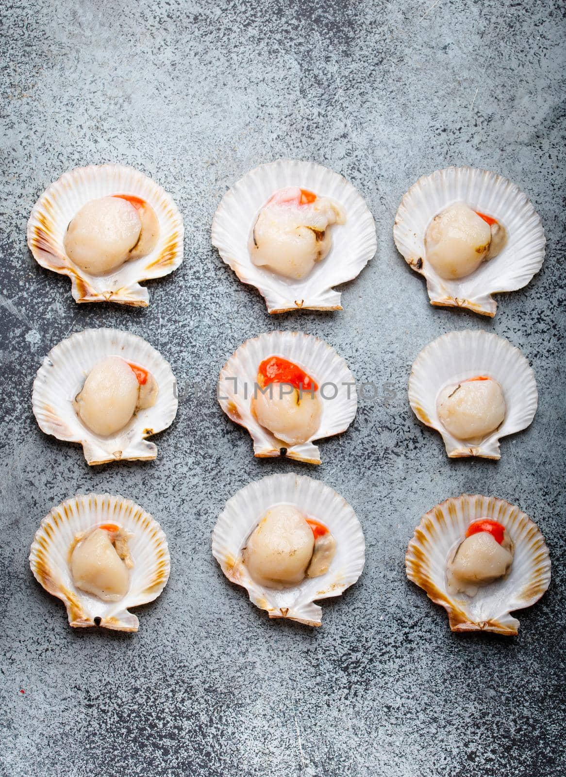 Raw fresh uncooked scallops in shells on grey rustic concrete background, top view, close-up. Seafood concept pattern