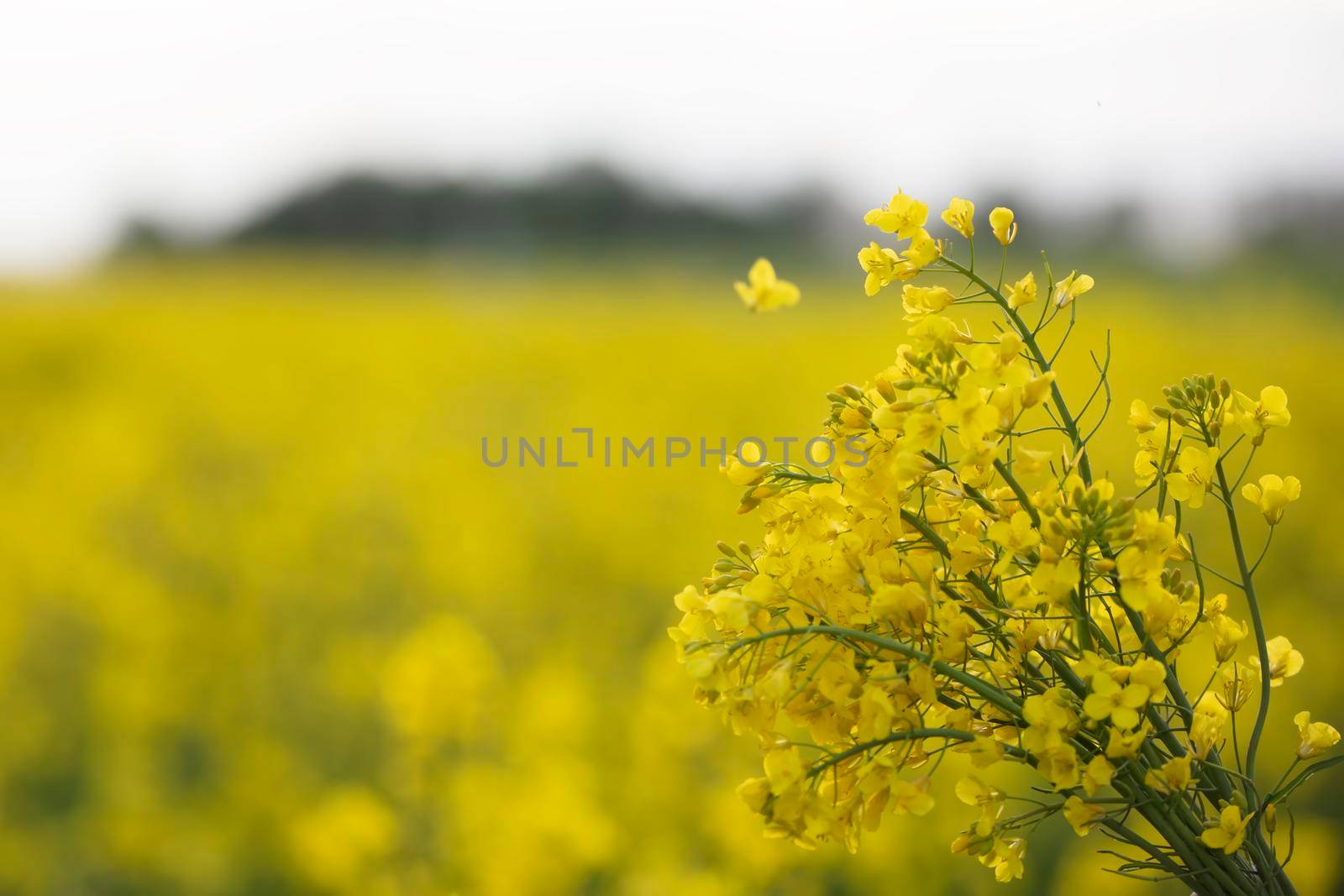 Yellow flowering rapeseed field.Rapeseed landscape.