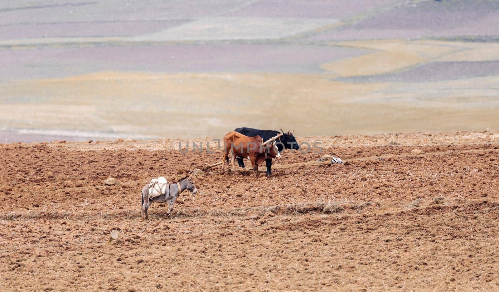 Ethiopian farmer plows fields with cows by artush