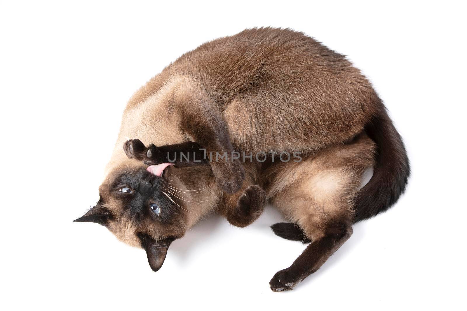 Siamese cat isolated on white background.Beautiful animal.