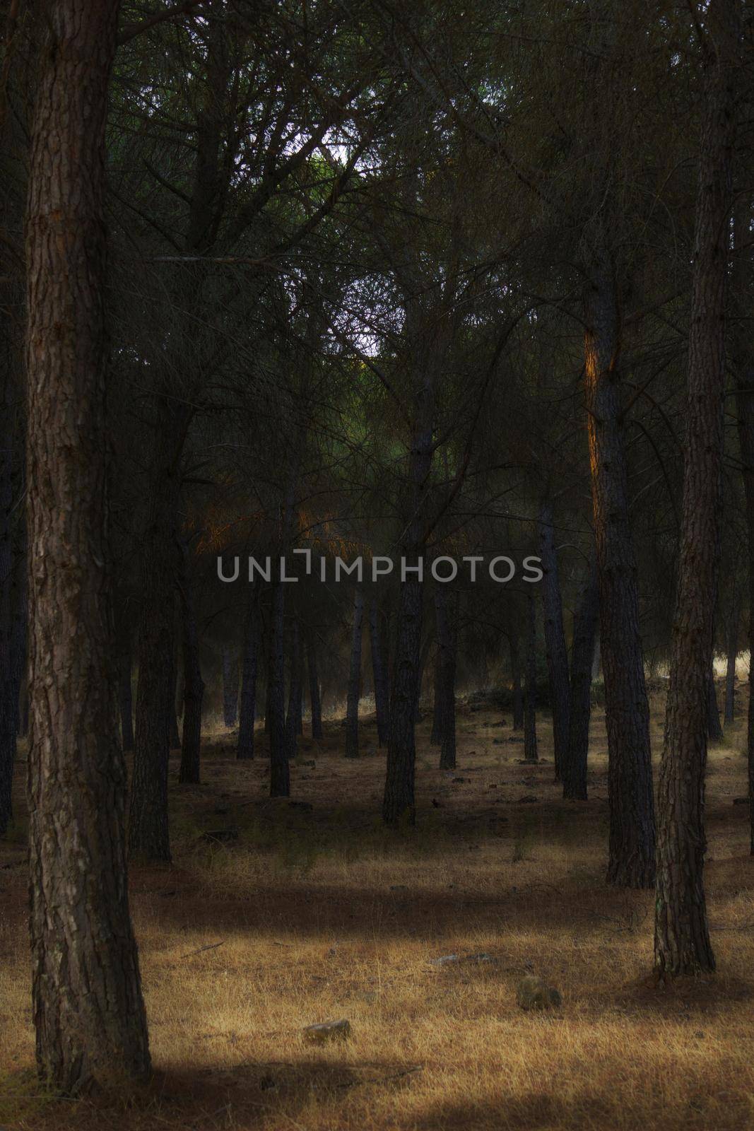 landscape of a pine forest at sunrise in twilight blurred with fog