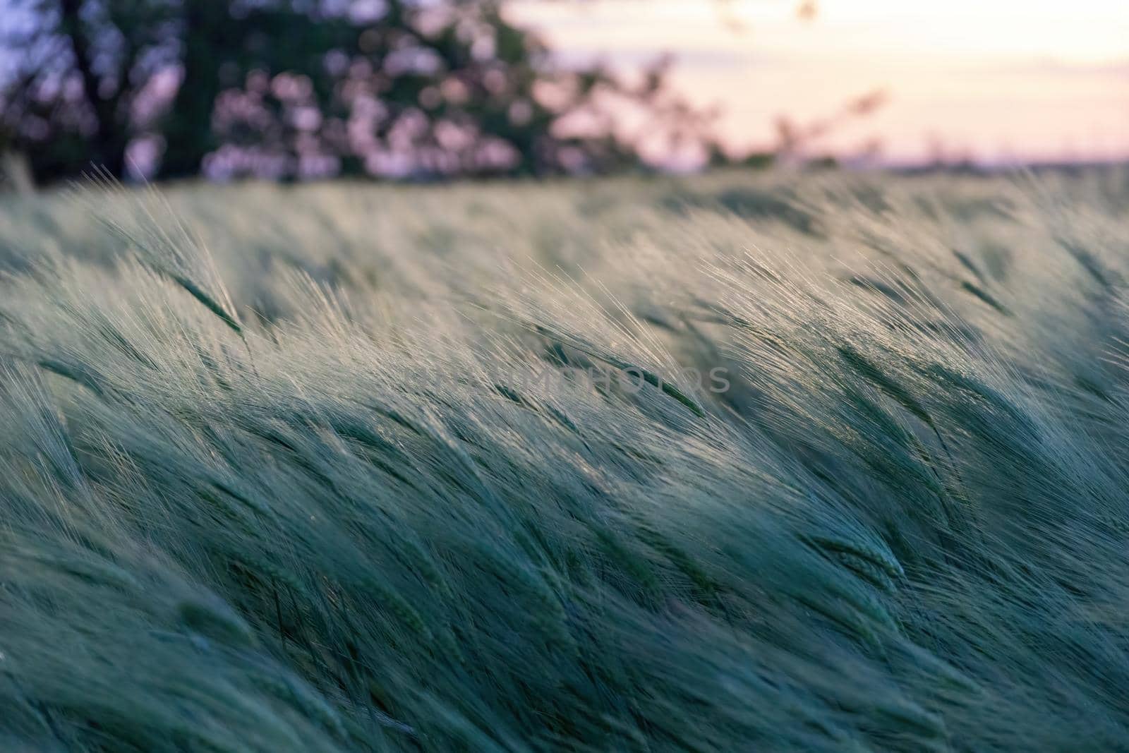 Green wheat field in countryside, close up. Field of wheat blowing in the wind at sunny spring day. Young and green Spikelets. Ears of barley crop in nature. Agronomy, industry and food production