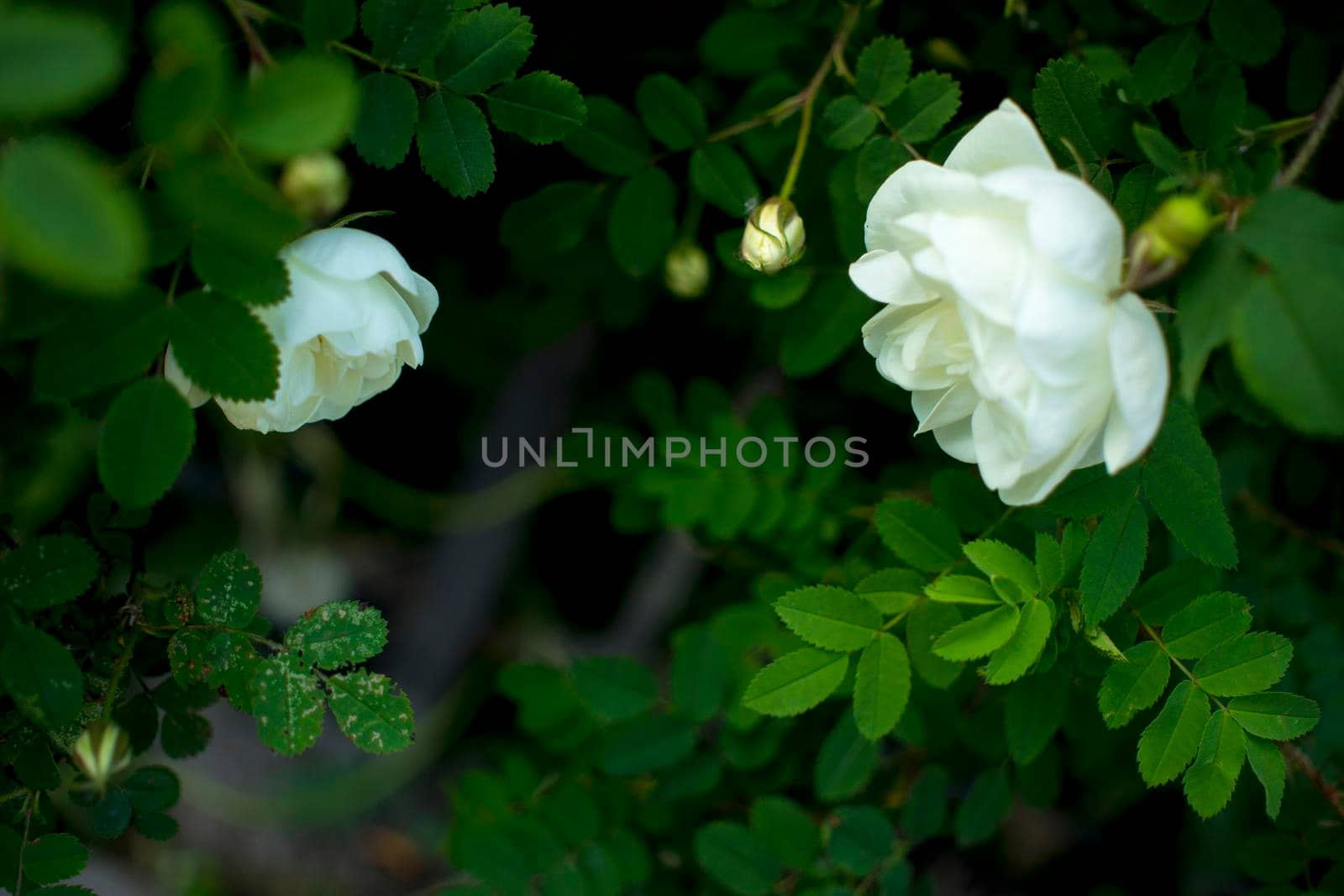white roseship flower on a dark green background. Two flowers in a pair. Together. The concept of a tender wedding. High quality photo
