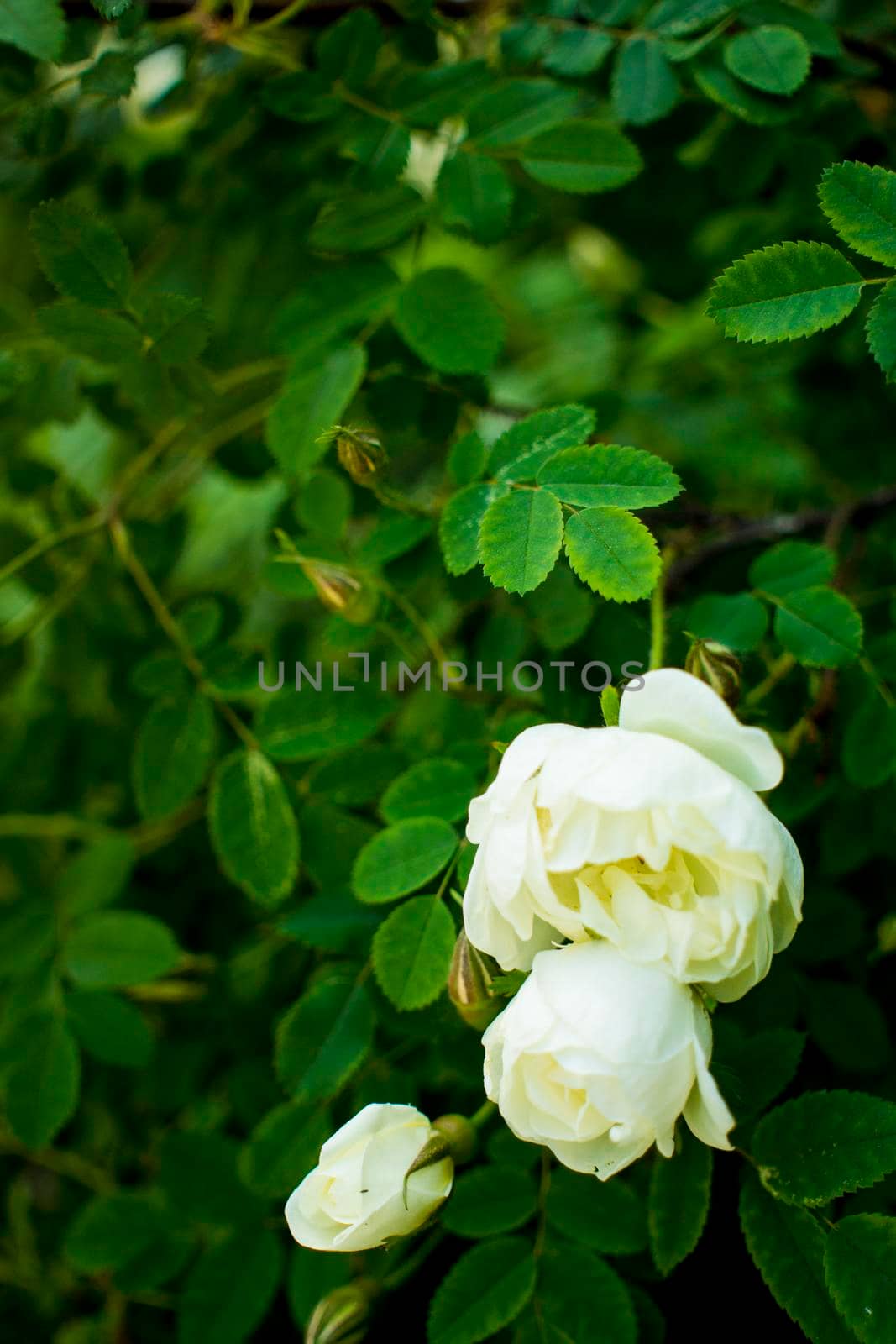 white roseship flower on a dark green background by kajasja