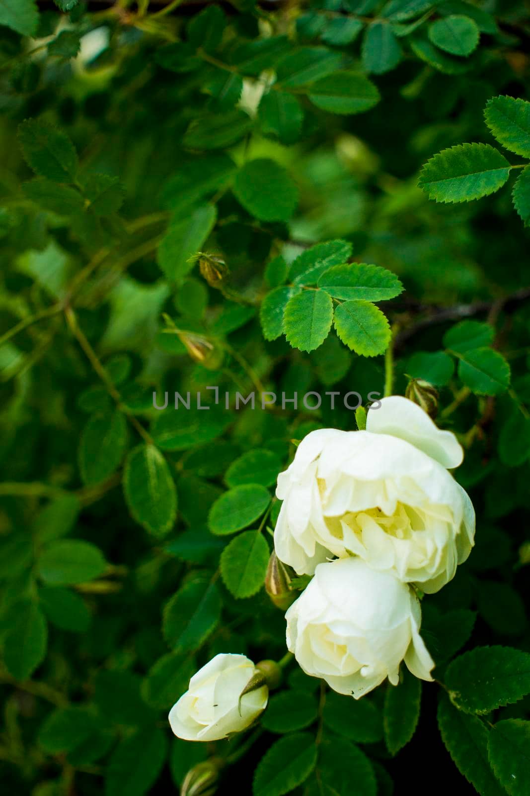 white roseship flower on a dark green background. High quality photo