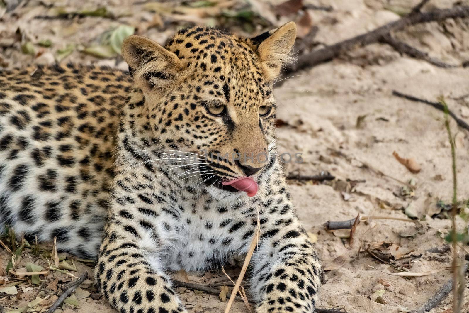 Close-up of a leopard cub resting in the bush after eating by silentstock639