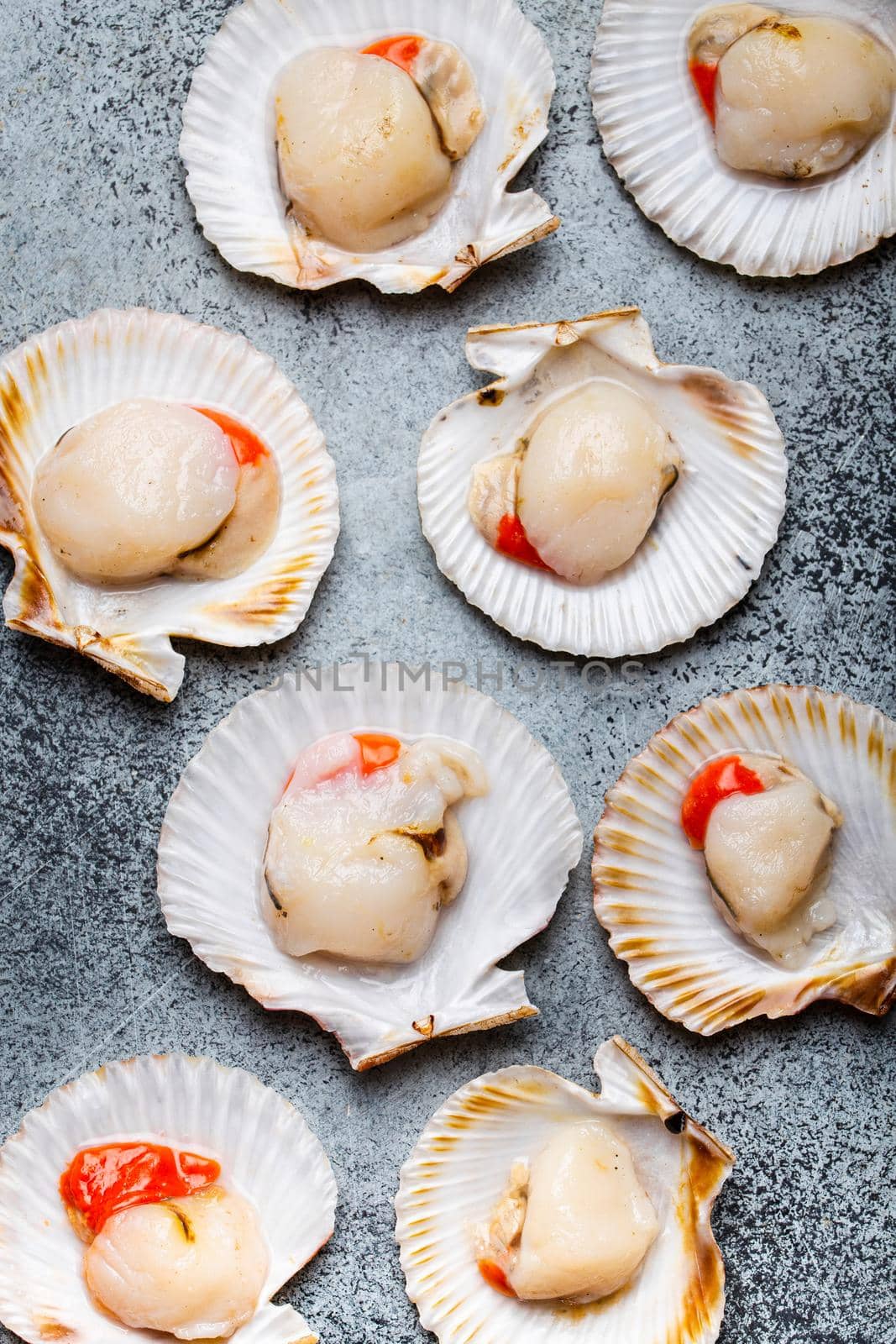 Raw fresh uncooked scallops in shells on grey rustic concrete background, top view, close-up. Seafood concept pattern