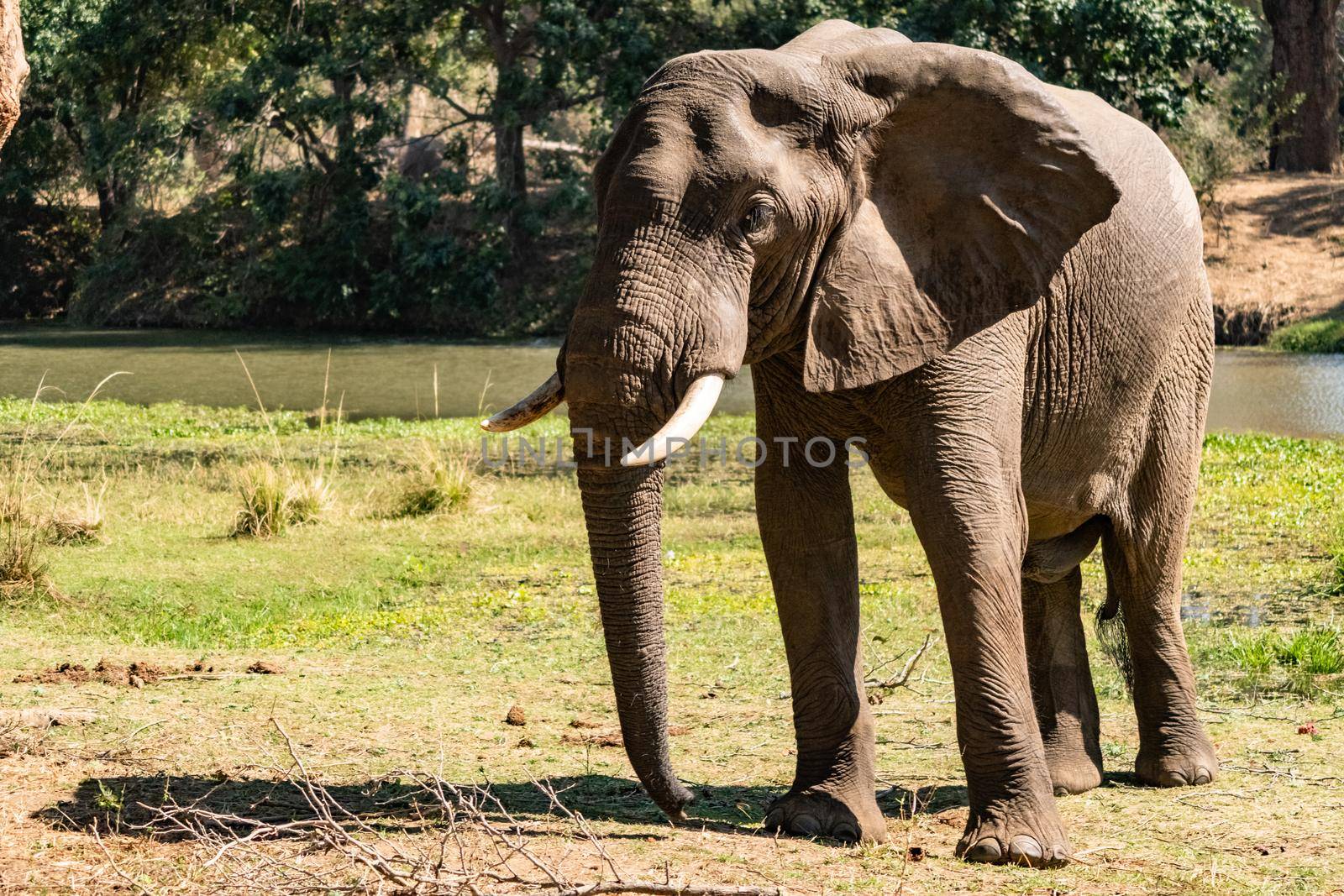An amazing close up of a huge elephant moving in the bush