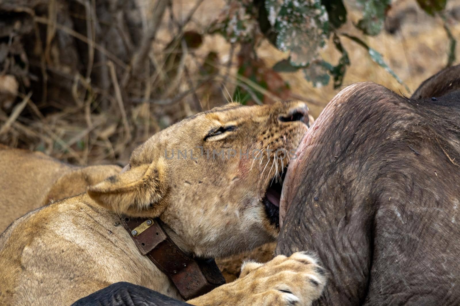 Close-up of a beautiful lioness feeding on a freshly killed buffalo. by silentstock639
