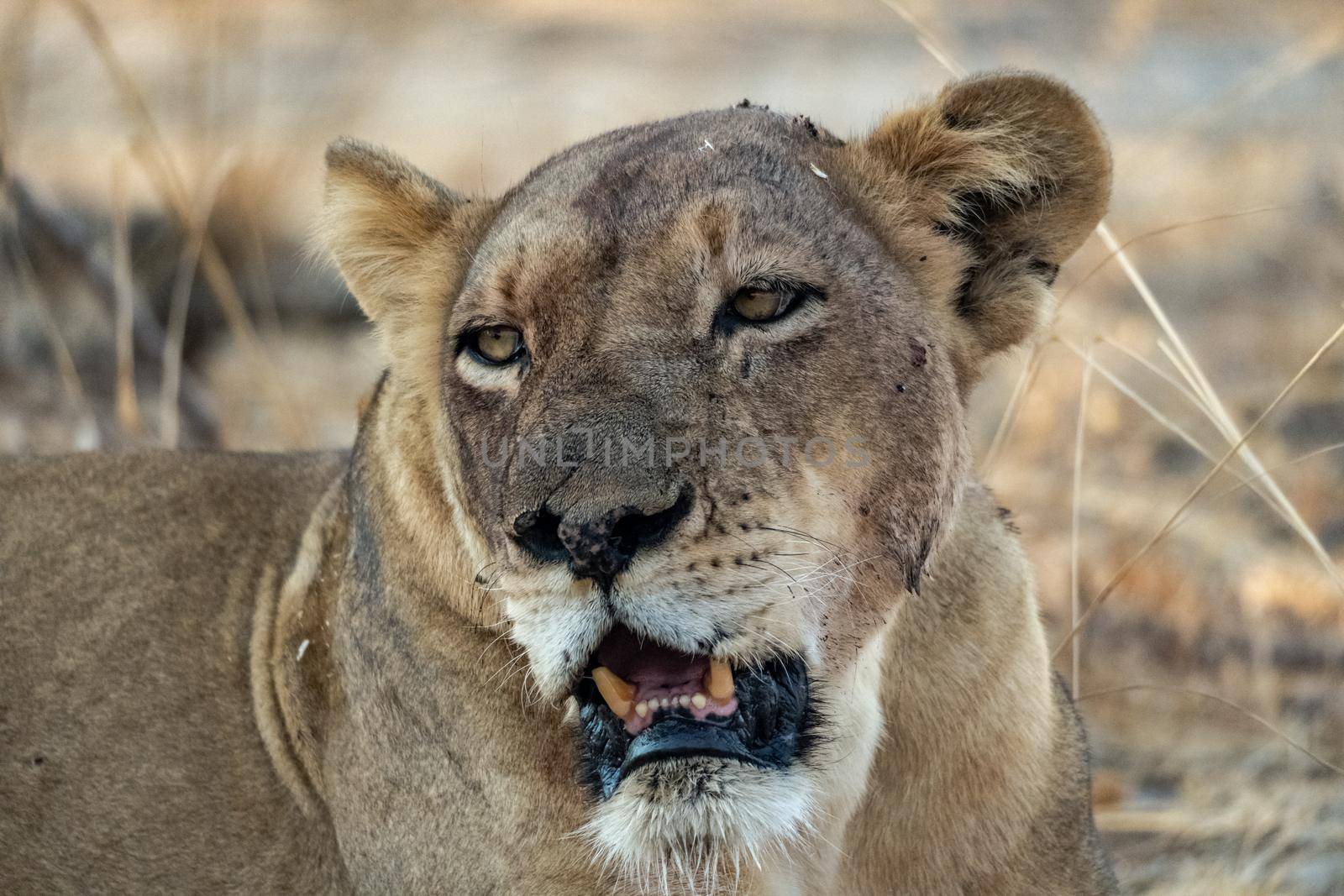 A close-up of a beautiful lioness resting after hunting