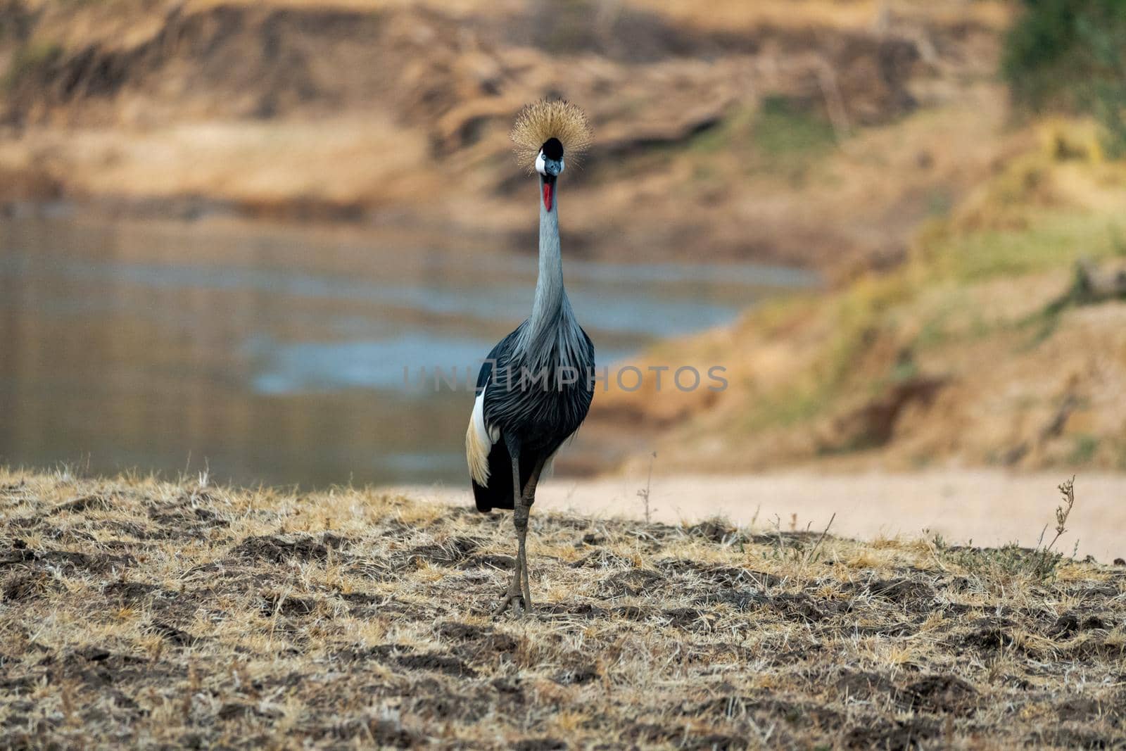 Close-up of a wonderful grey crowned crane on the sandy bank of african river by silentstock639