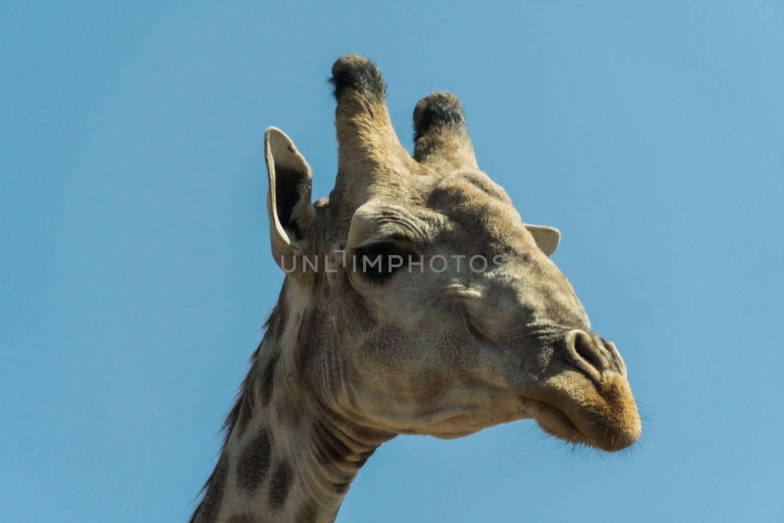 A close-up of the face of huge giraffe eating in the bush