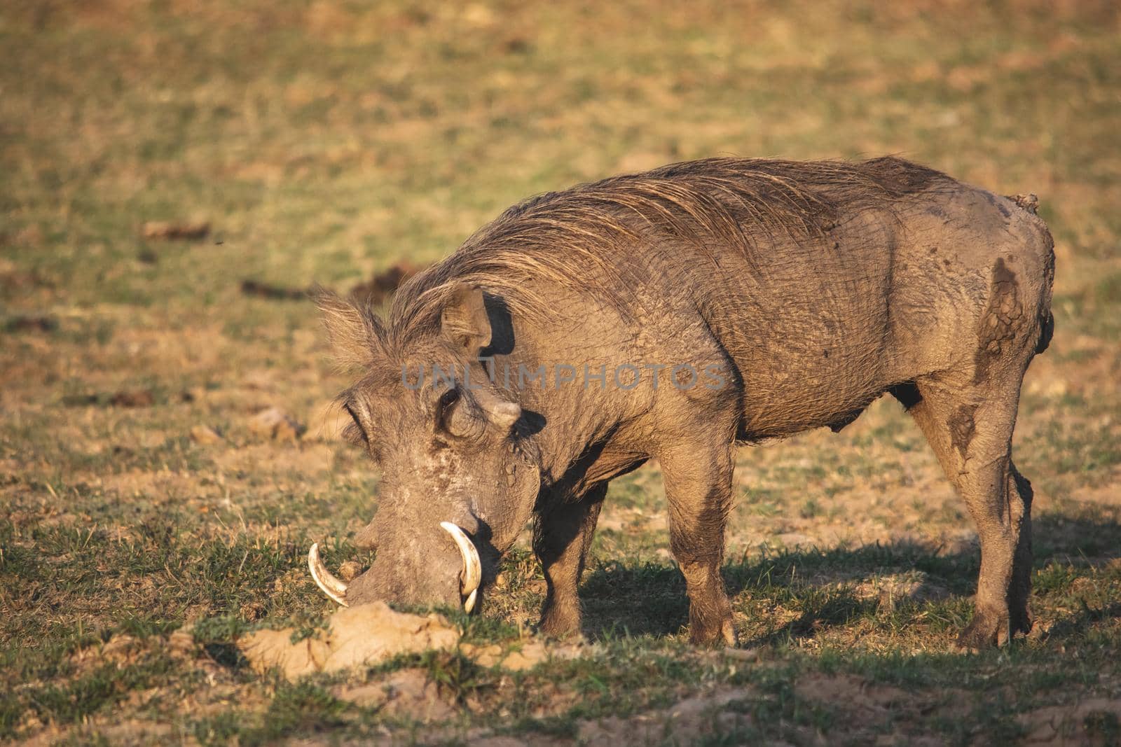 A close-up of a huge warthog eating in the savanna