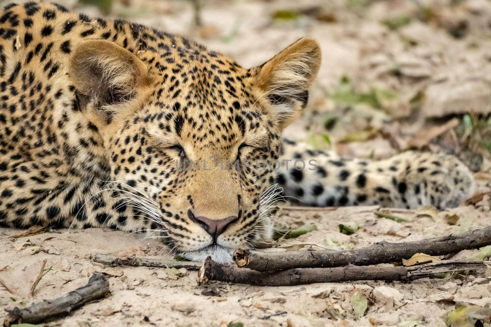 A close-up of a leopard cub resting in the bush after eating