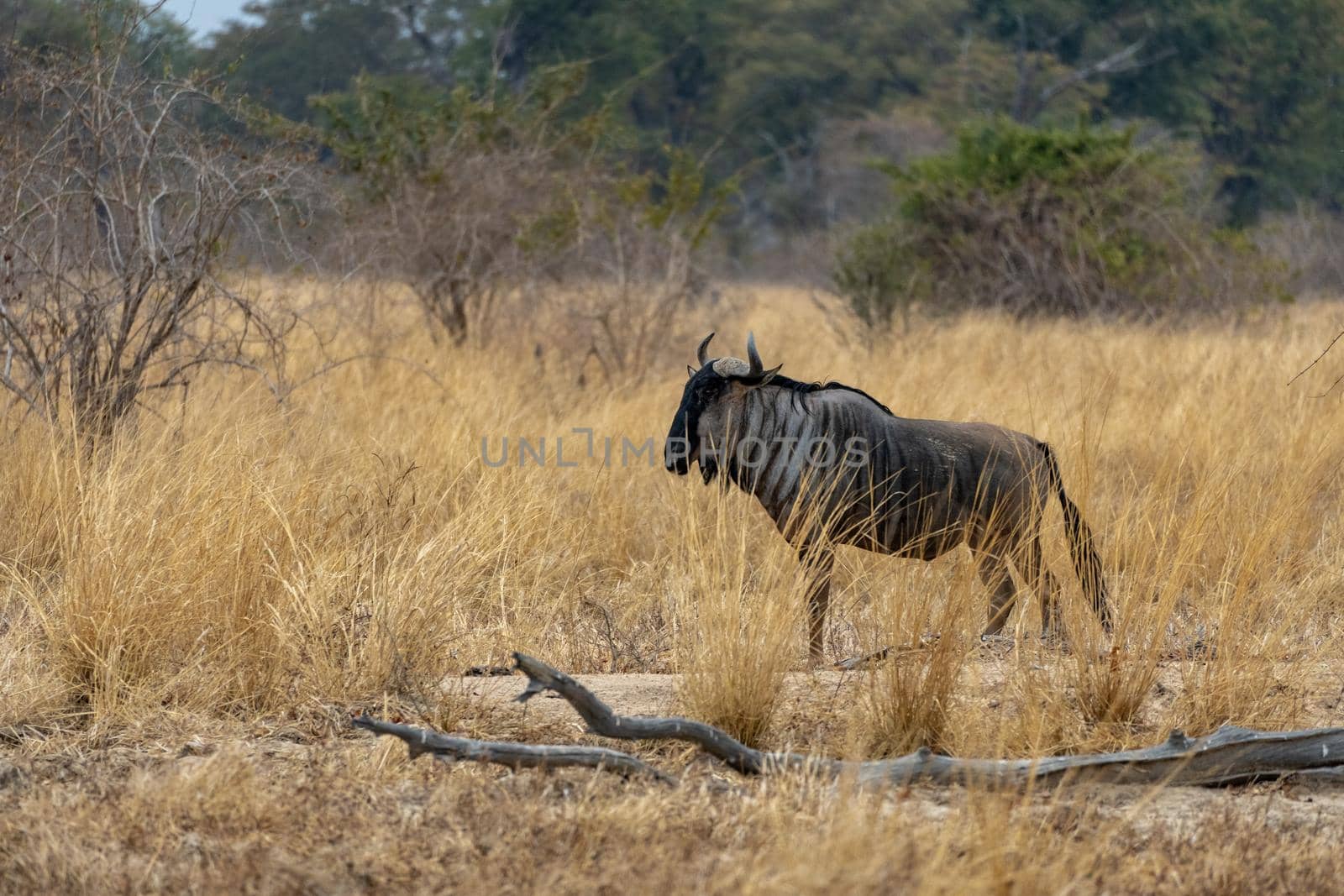 Amazing close up of a isolated wildebeest moving in the bush by silentstock639
