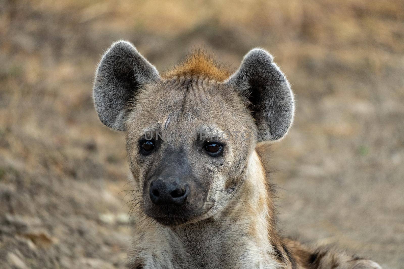 Wonderful closeup of spotted hyena in the savanna by silentstock639