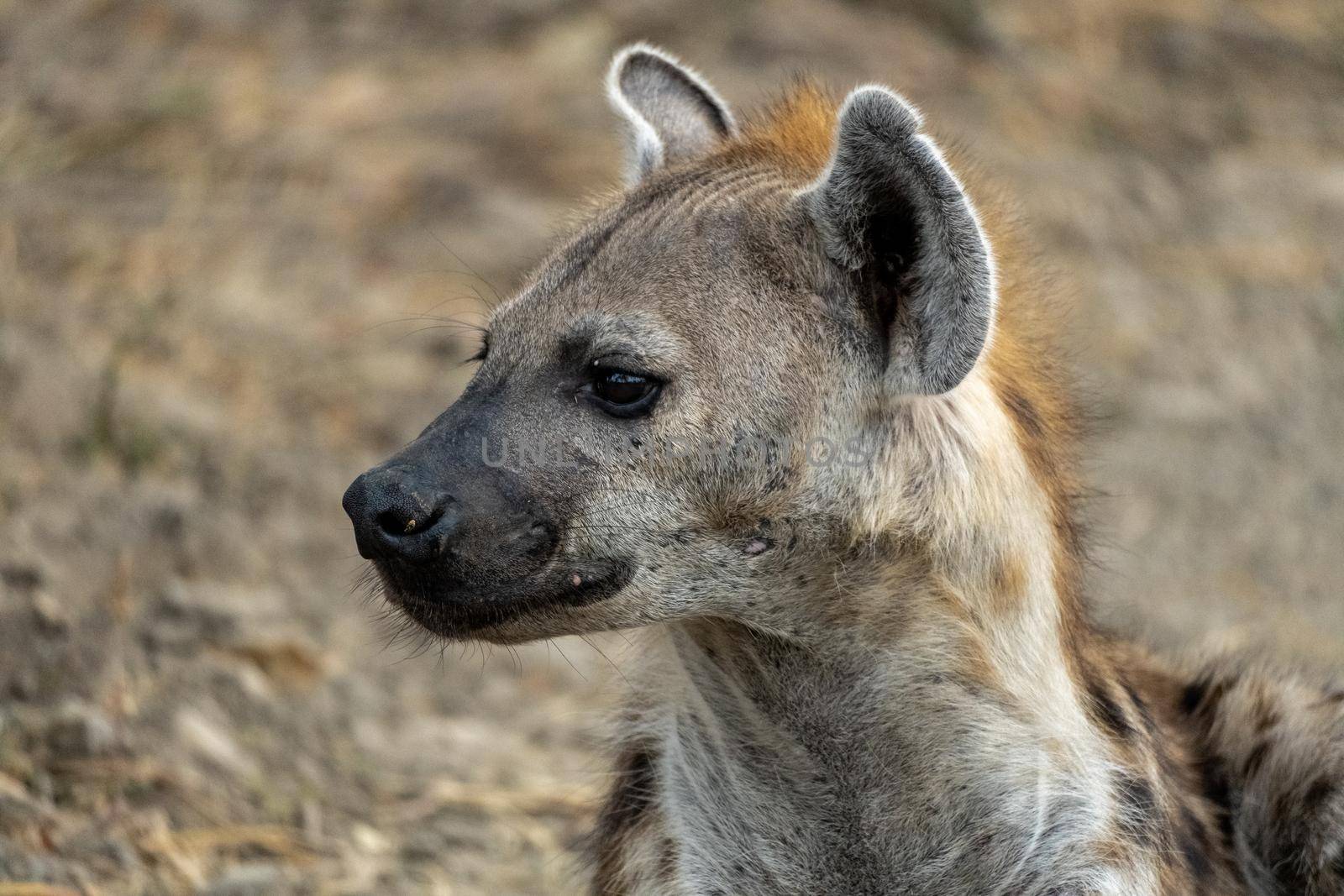 Wonderful closeup of spotted hyena in the savanna by silentstock639