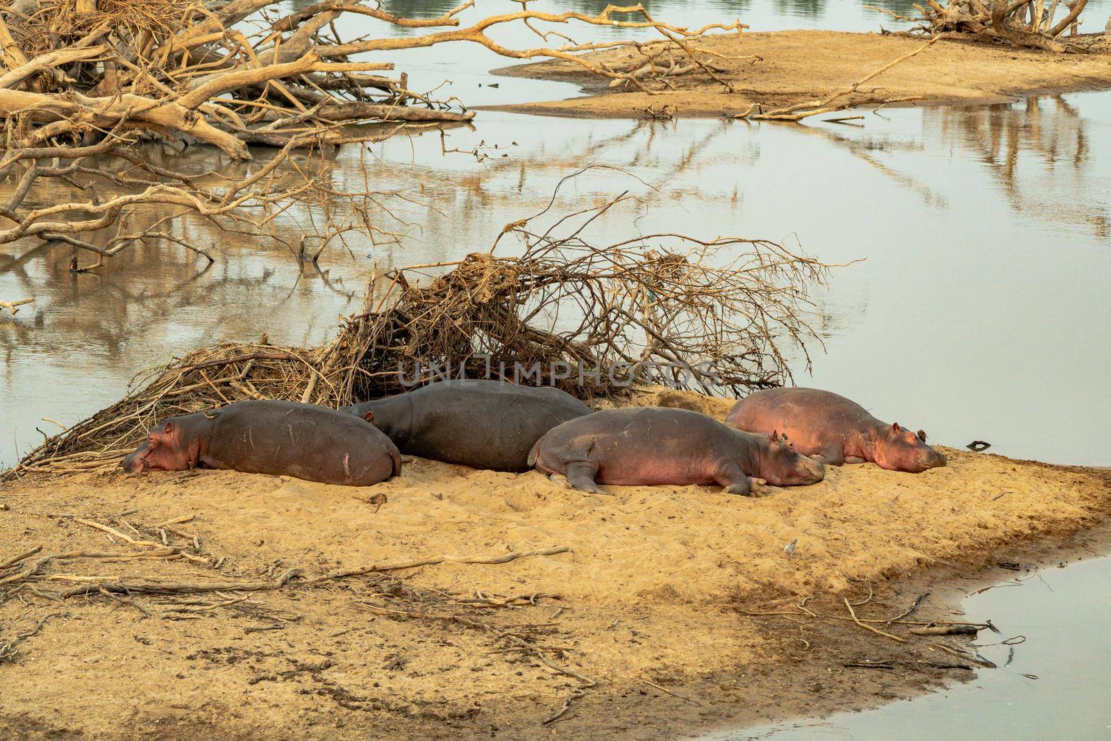 Amazing view of a group of hippos resting on the sandy banks of an African river by silentstock639