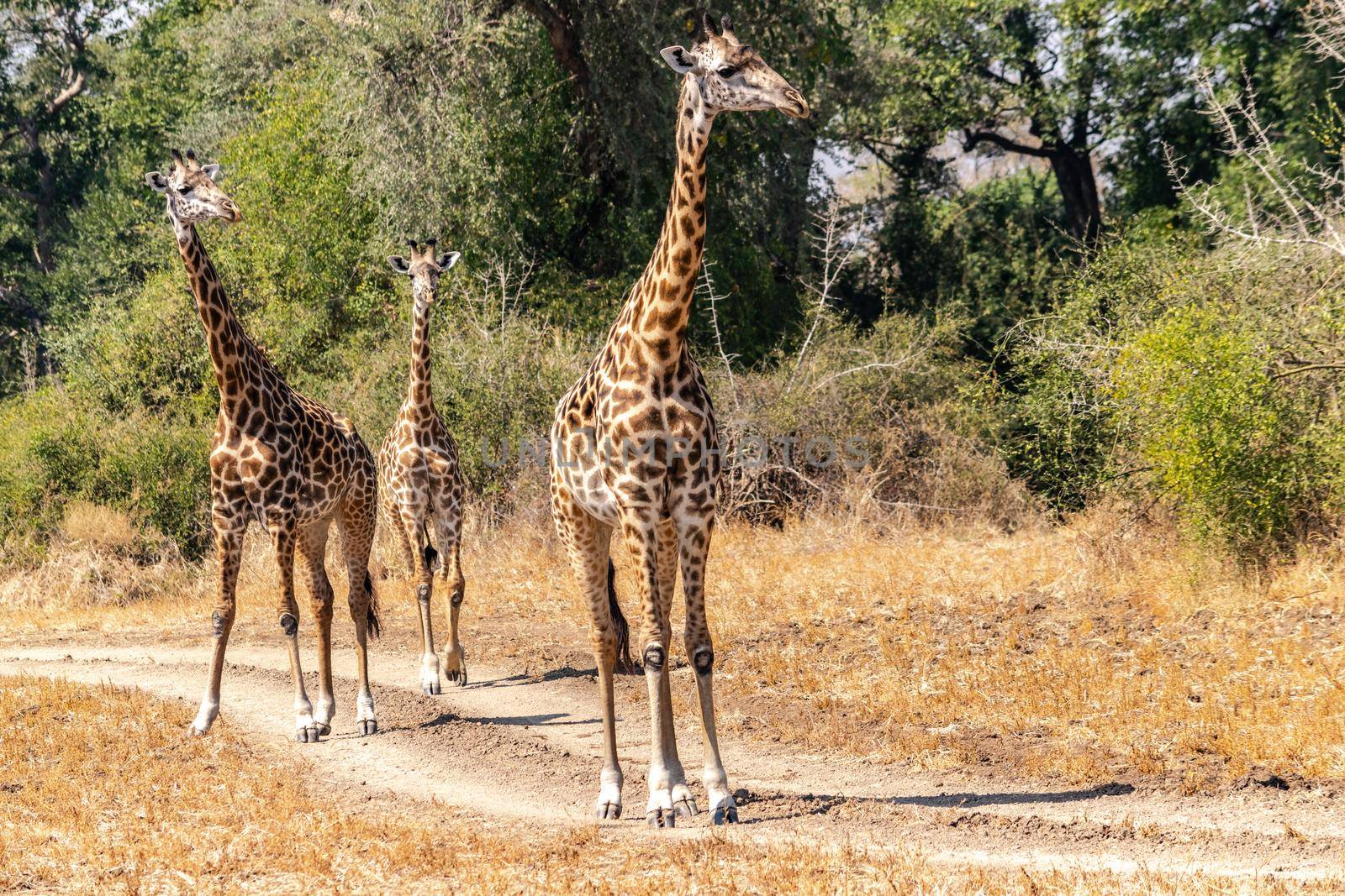 A close-up of a group of giraffes eating in the bush