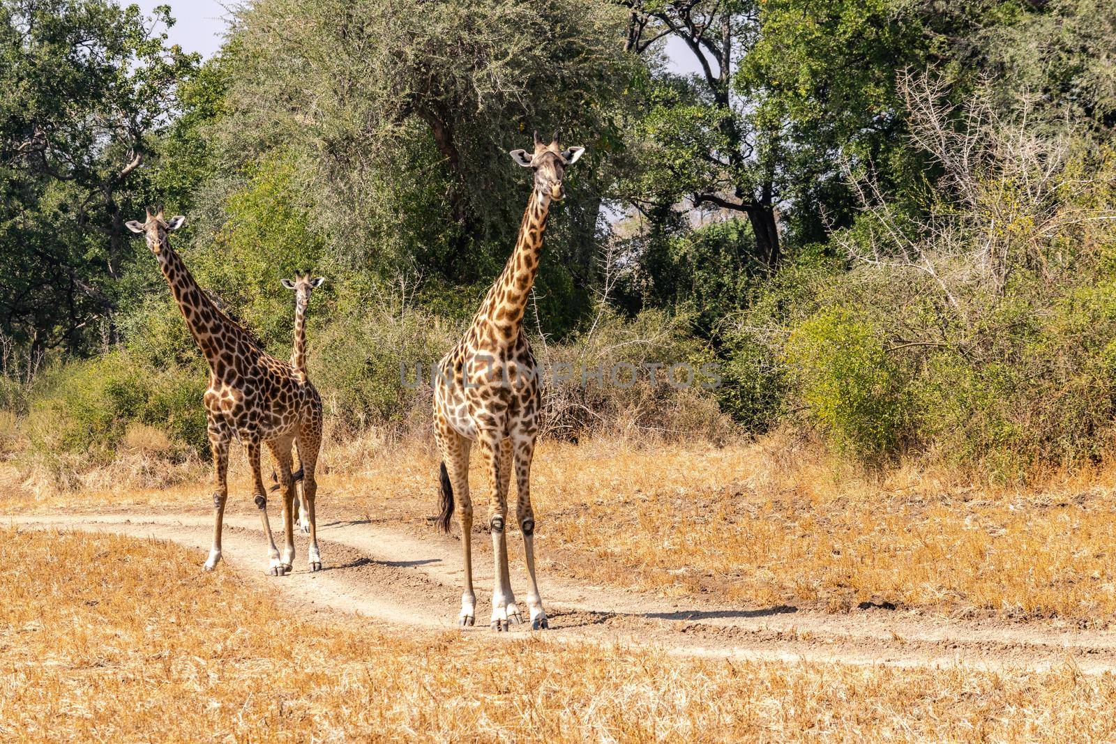 Close-up of a group of giraffes eating in the bush by silentstock639