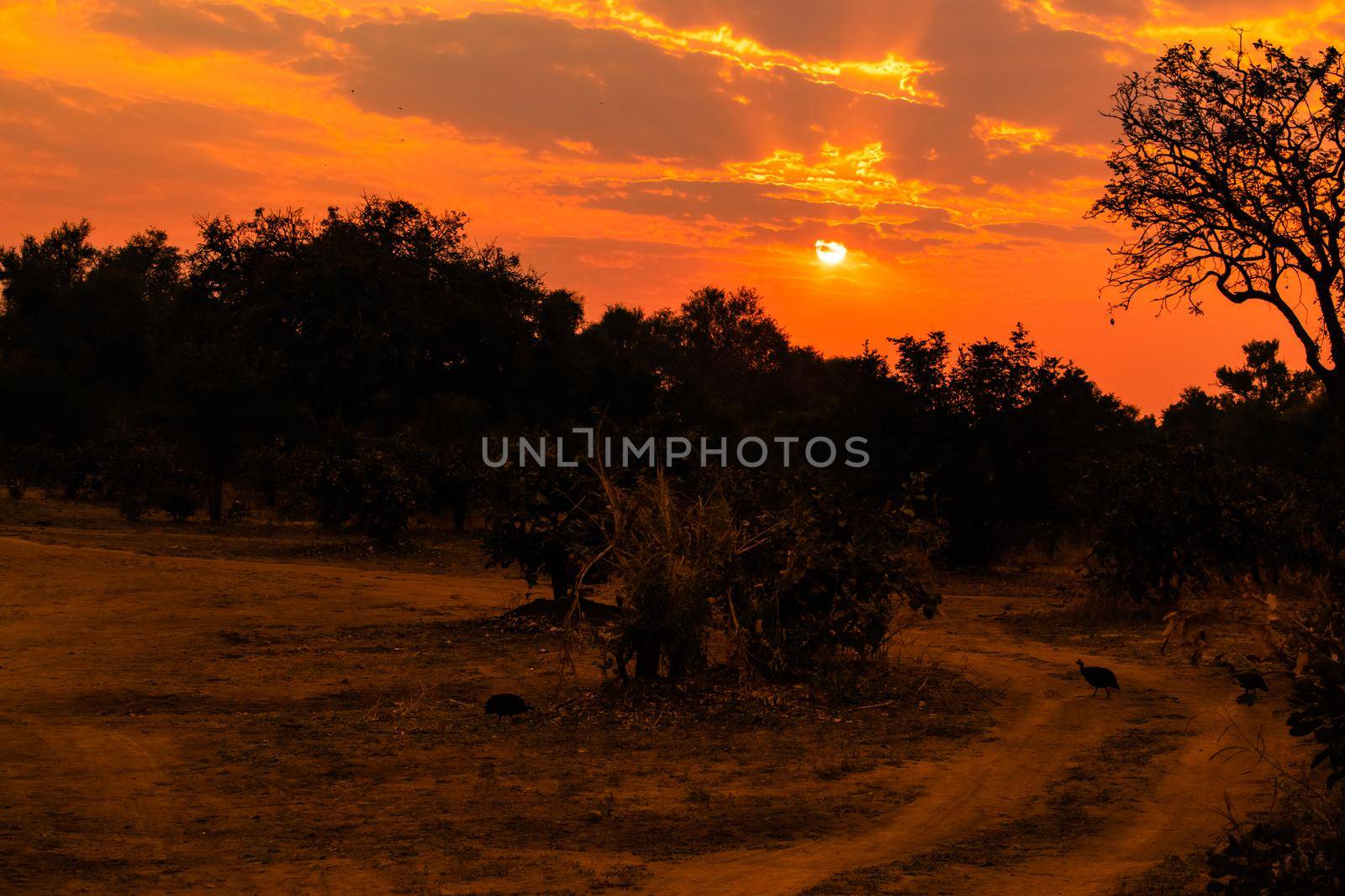 Amazing view of the classic african sunset by silentstock639