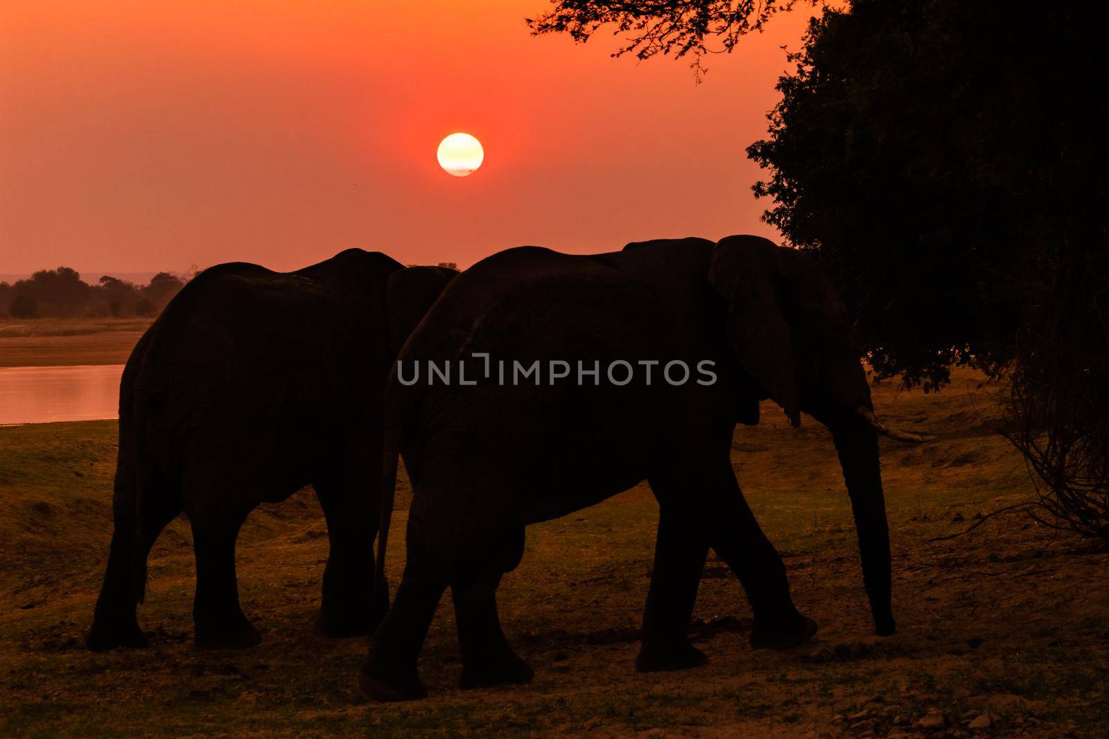 Amazing close up of huge elephants moving on the sandy banks of an African river at the sunset by silentstock639