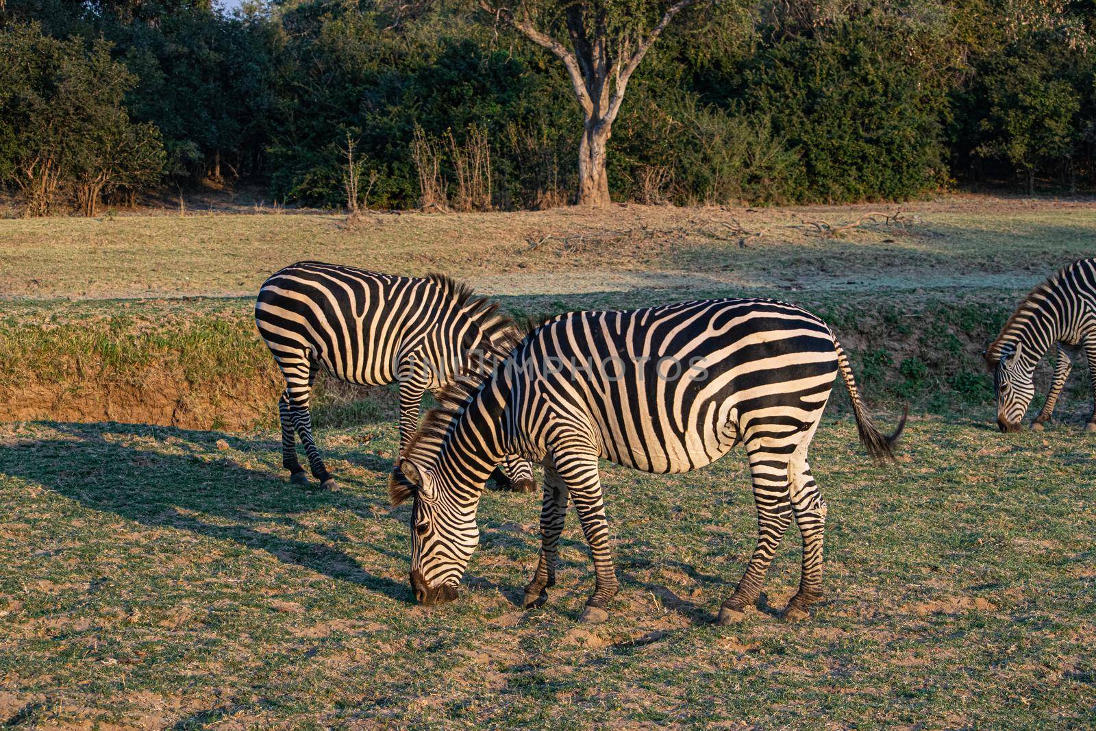 A close-up of a group of zebras eating in the savanna