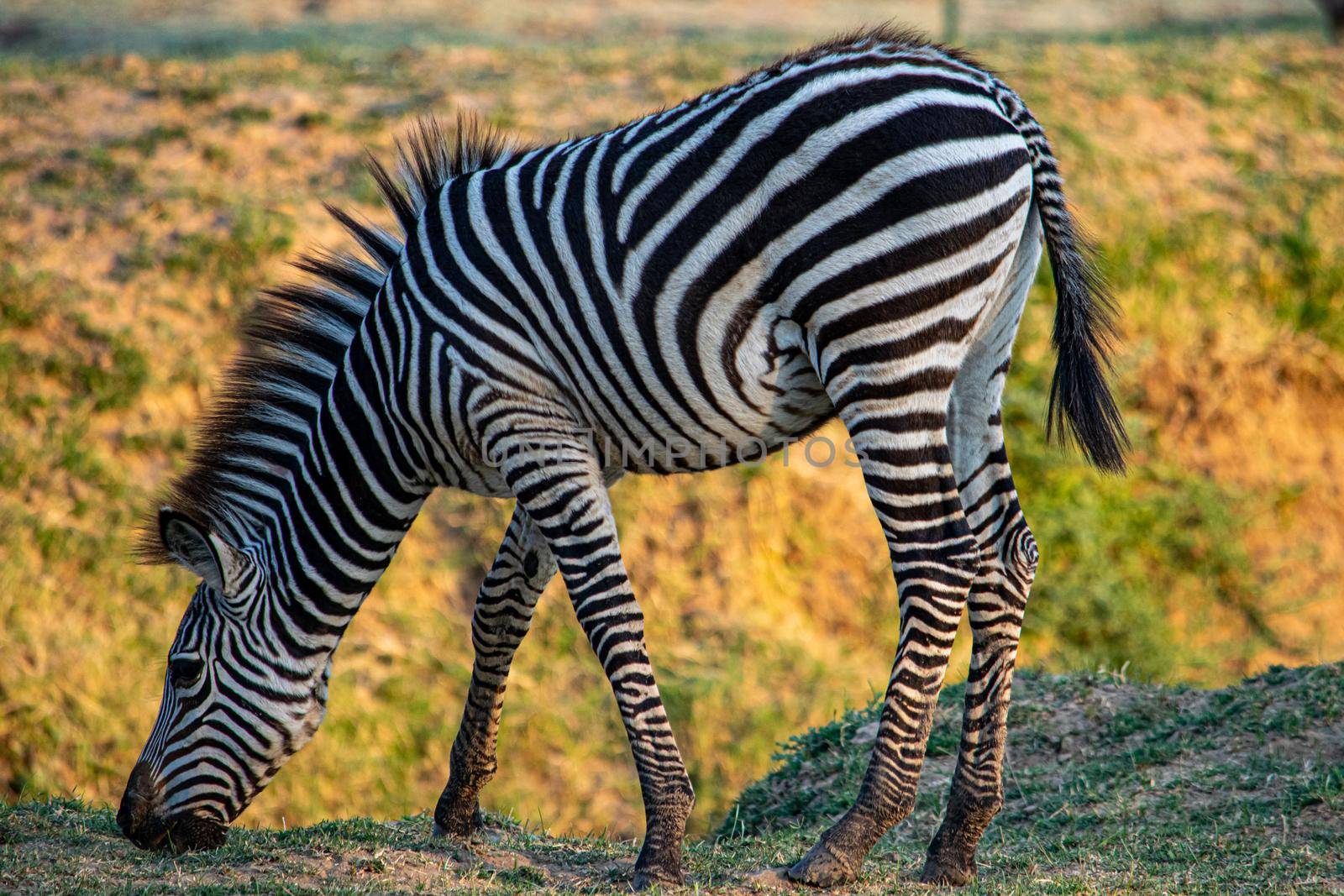 A close-up of a wonderful zebra eating in the savanna