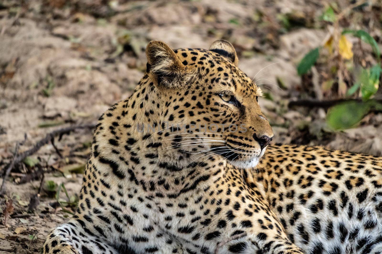 A close-up of a leopard resting in the bush after eating