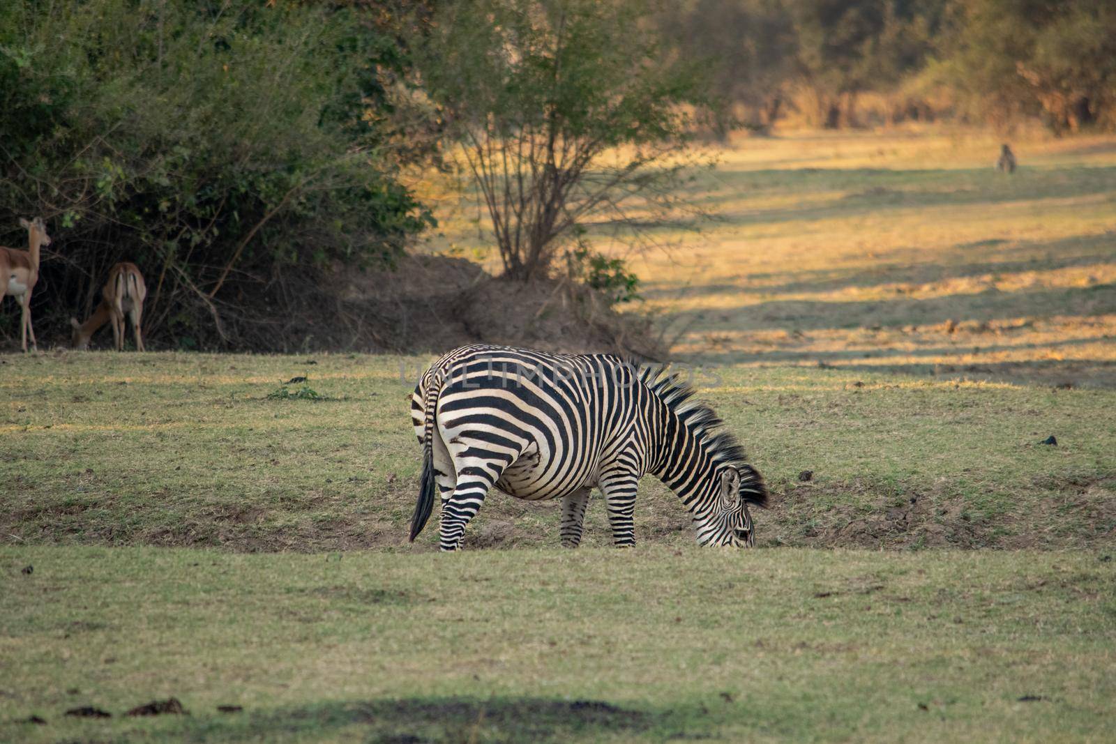 Close-up of a pregnant zebra eating in the savanna by silentstock639