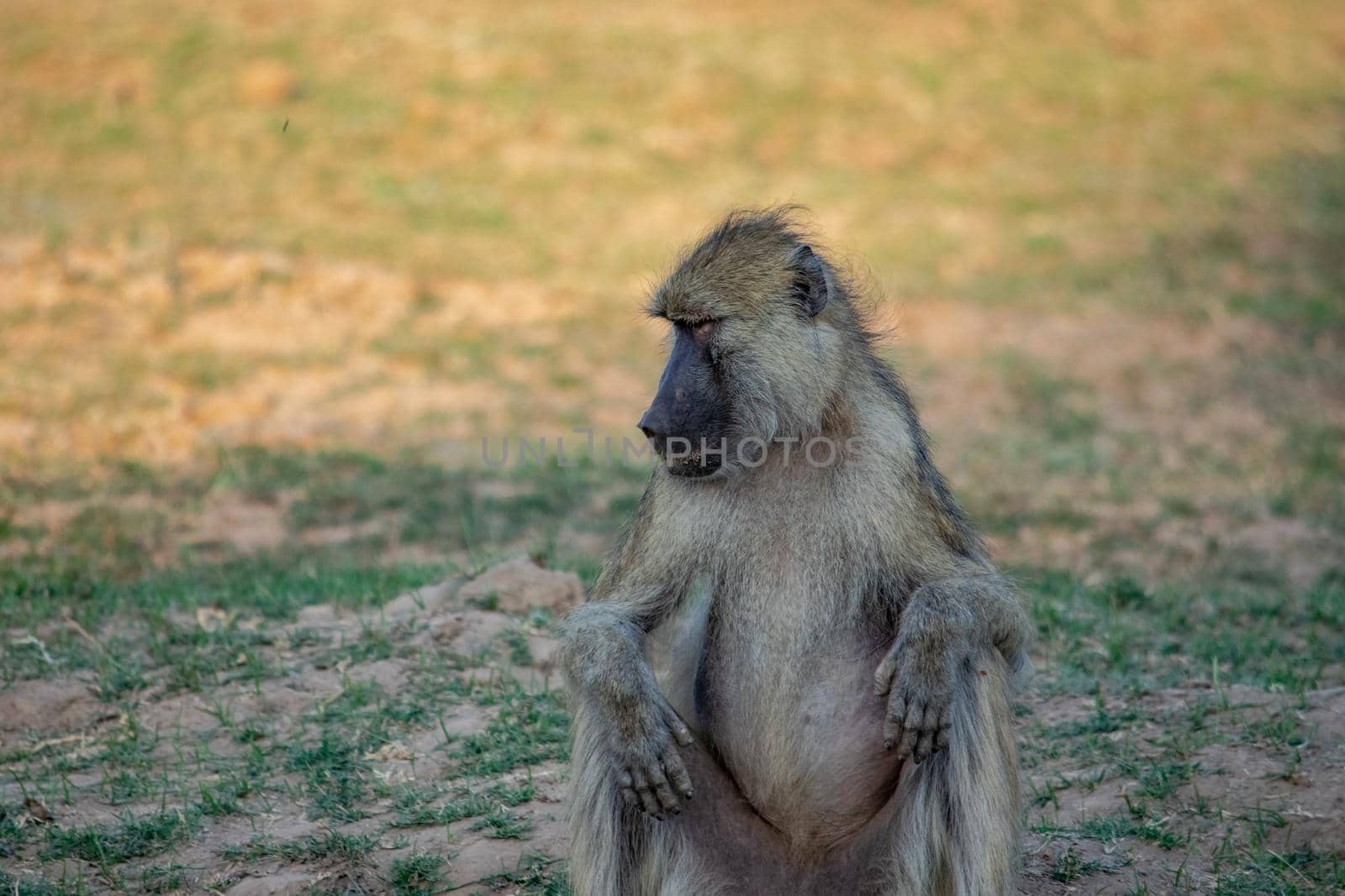 A close-up of a huge baboon seating in the savanna