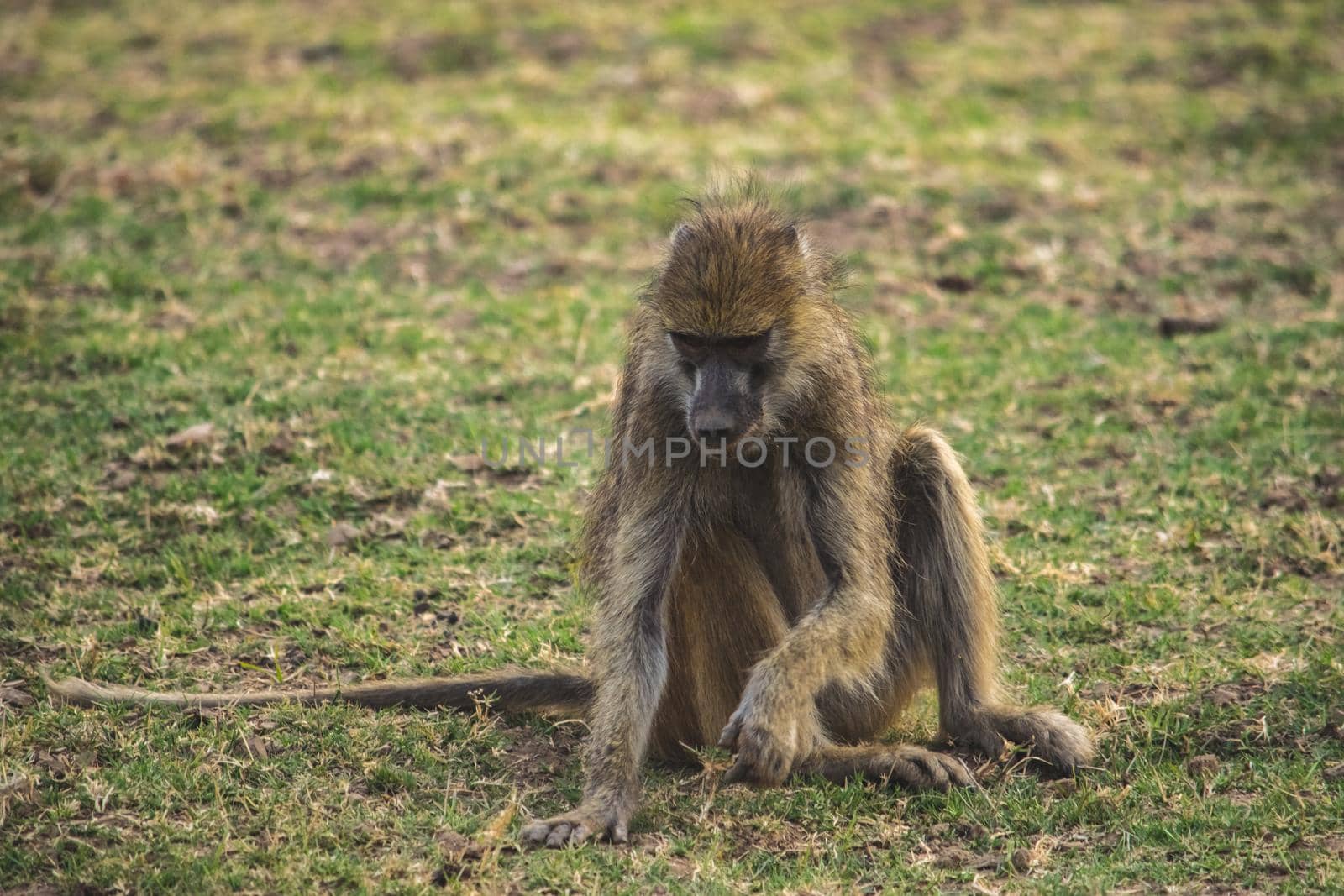Close-up of a huge baboon seating in the savanna by silentstock639