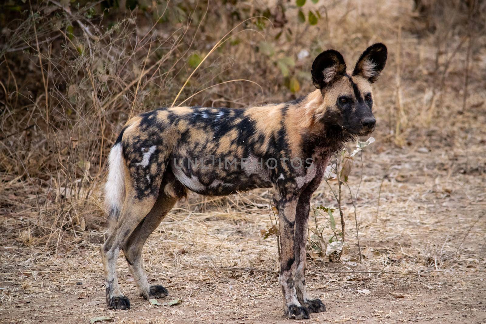 A close-up of a beautiful wild dog in the savannah