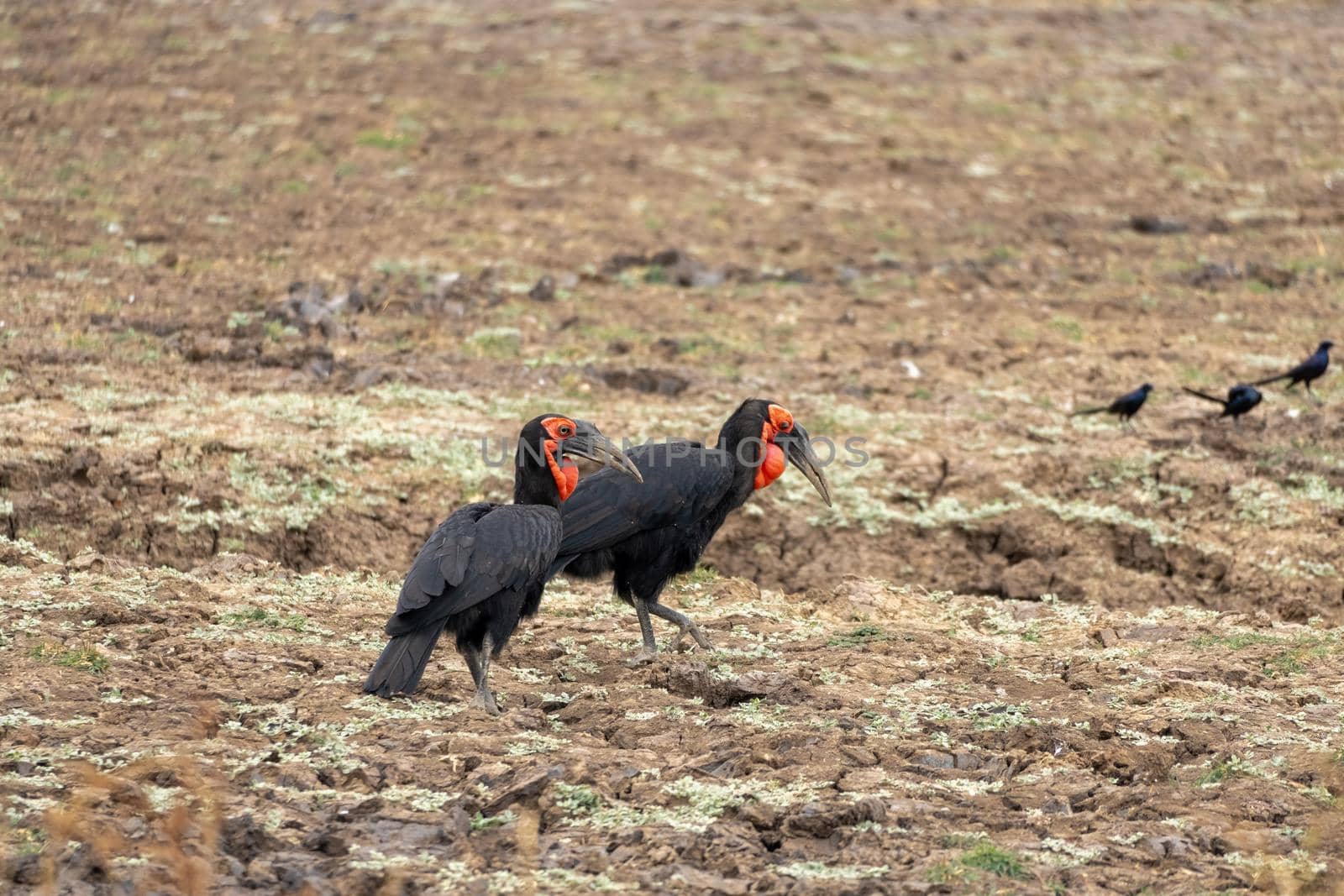 A close-up of two wonderful southern ground hornbill