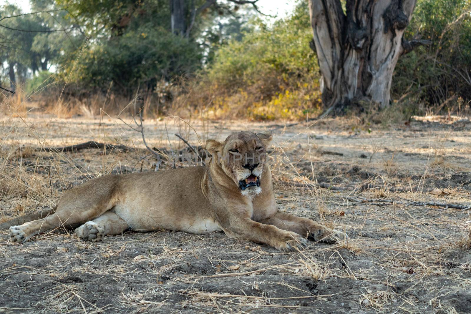 Close-up of a beautiful lioness resting after hunting by silentstock639