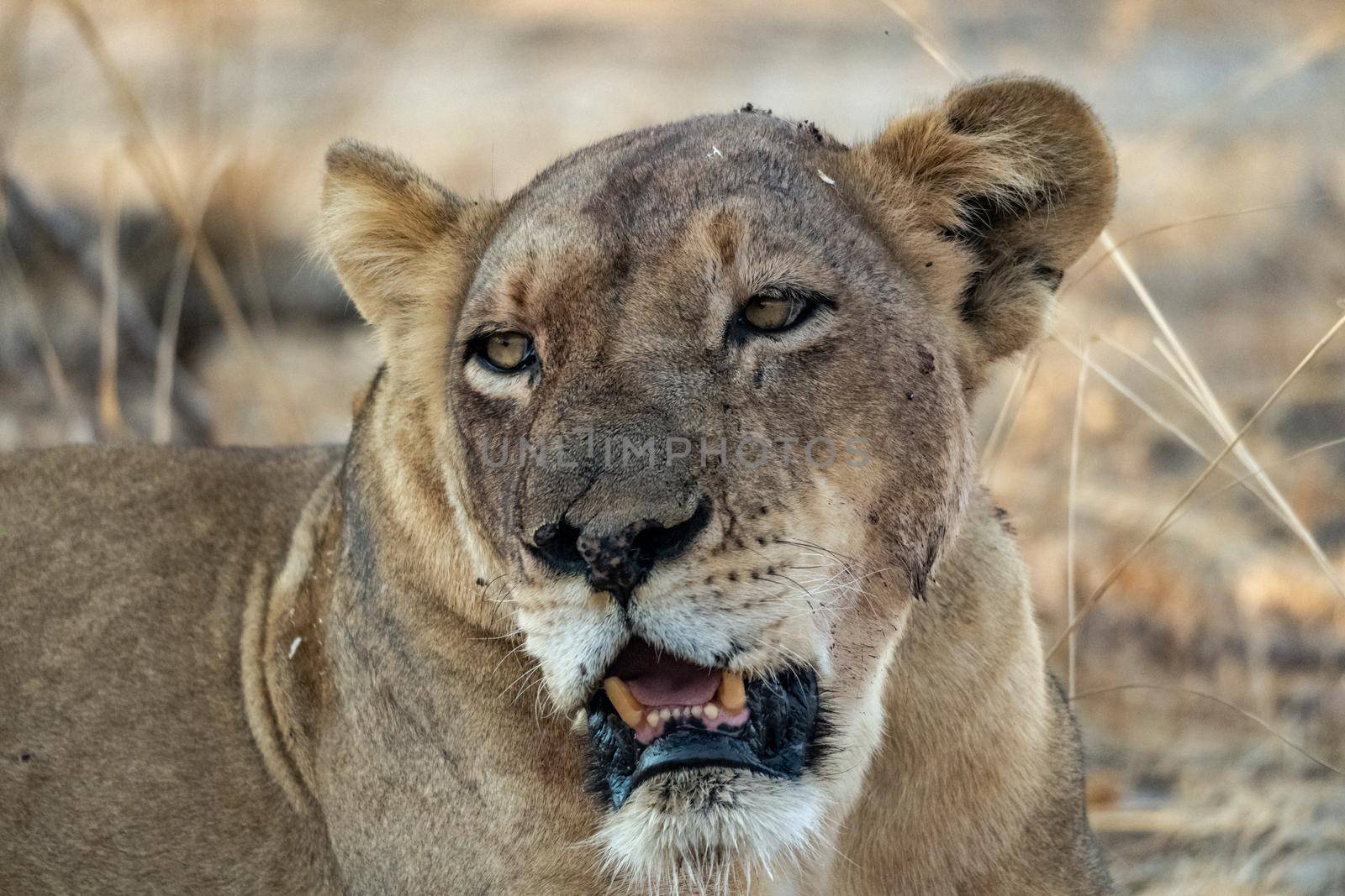 Close-up of a beautiful lioness resting after hunting by silentstock639
