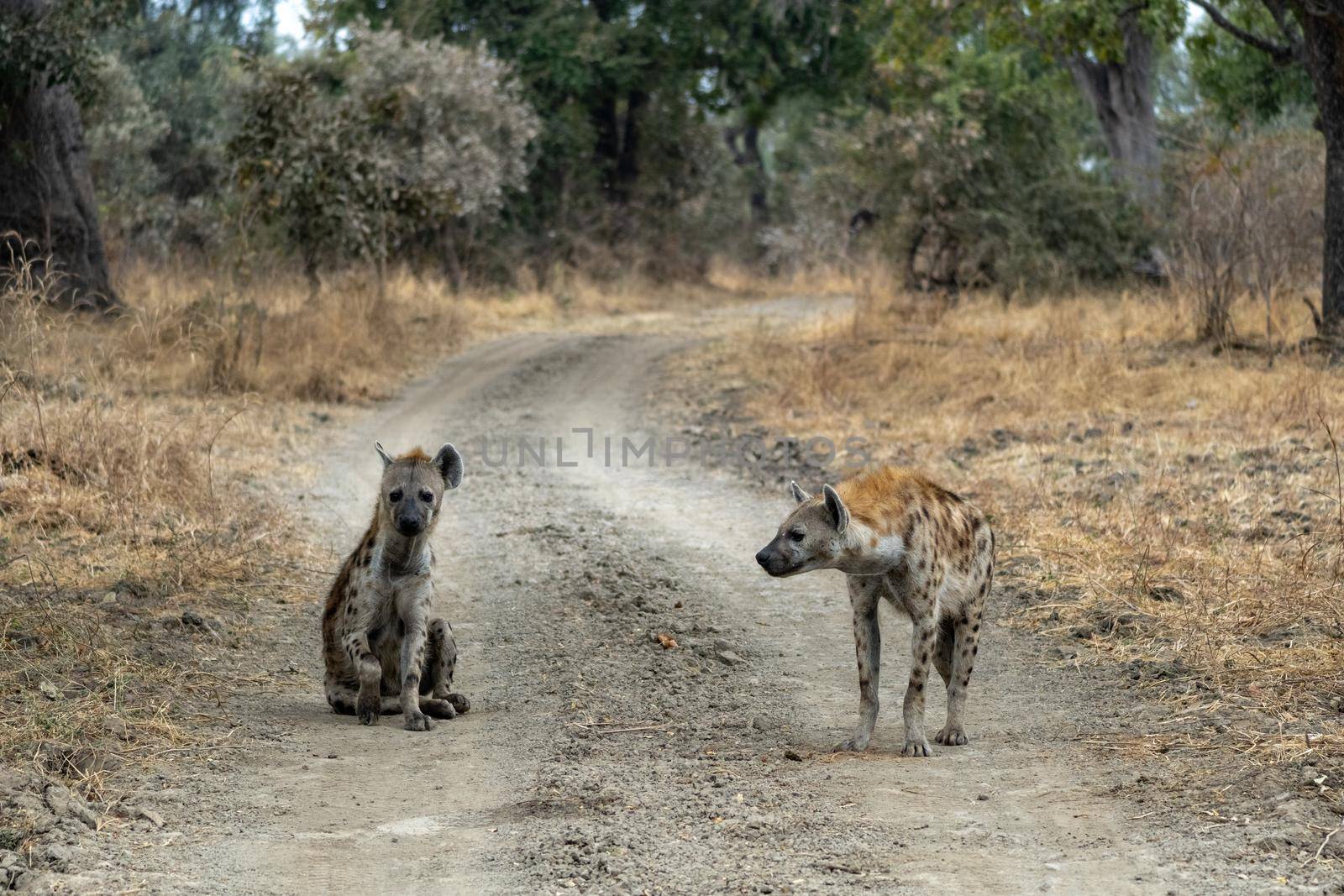 Wonderful closeup of spotted hyenas in the savanna by silentstock639