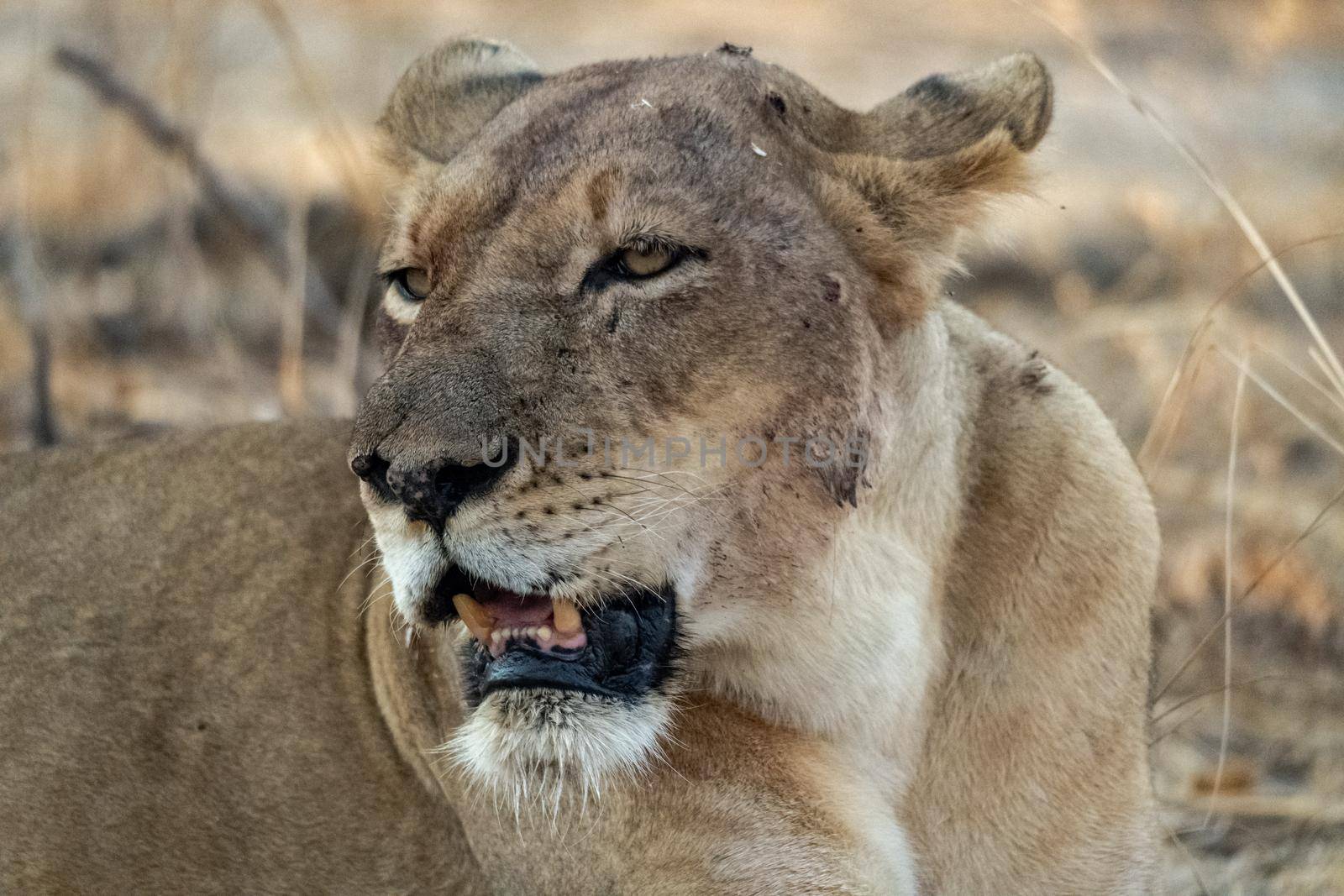 Close-up of a beautiful lioness resting after hunting by silentstock639