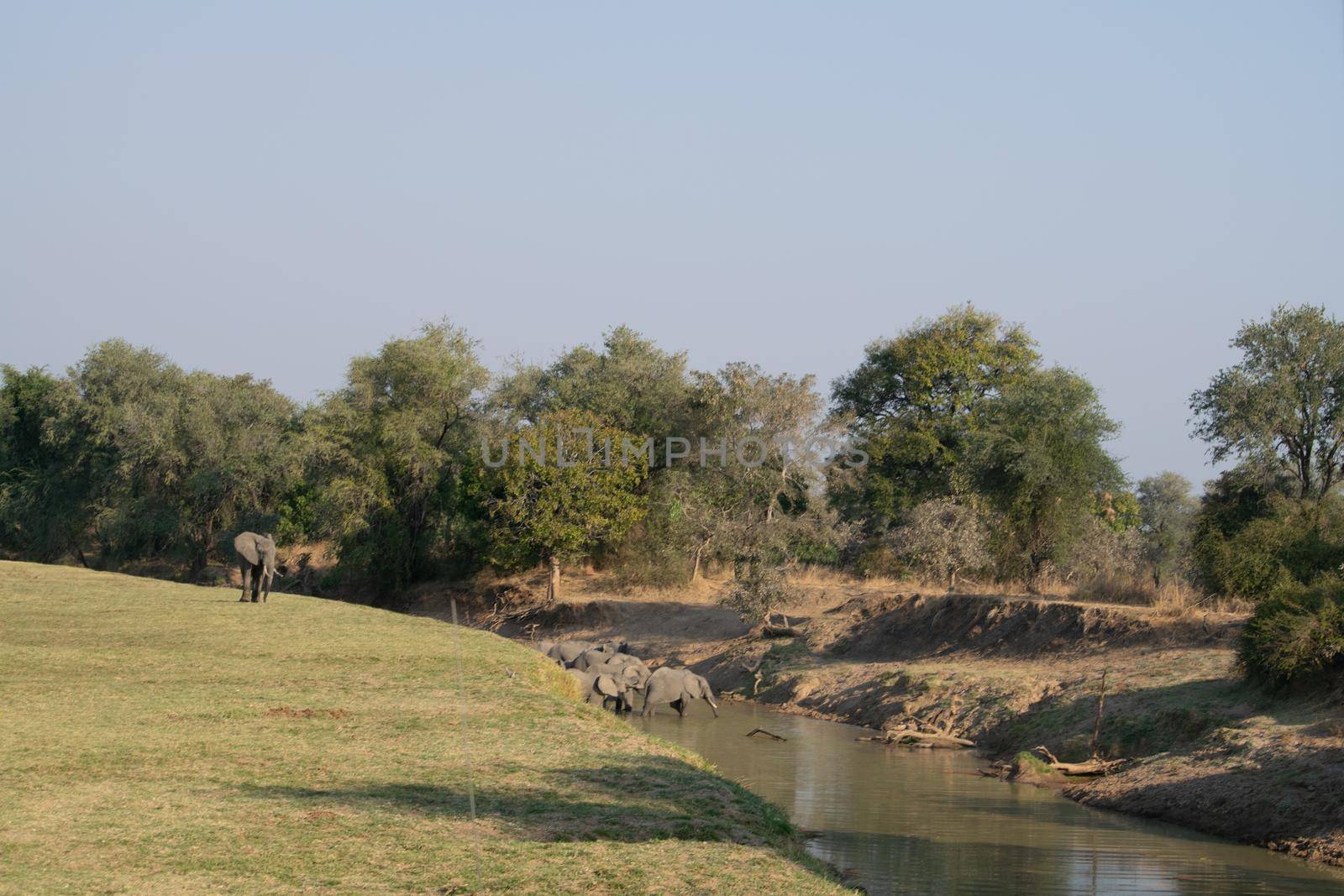 An amazing close up of a huge elephants group crossing the waters of an African river
