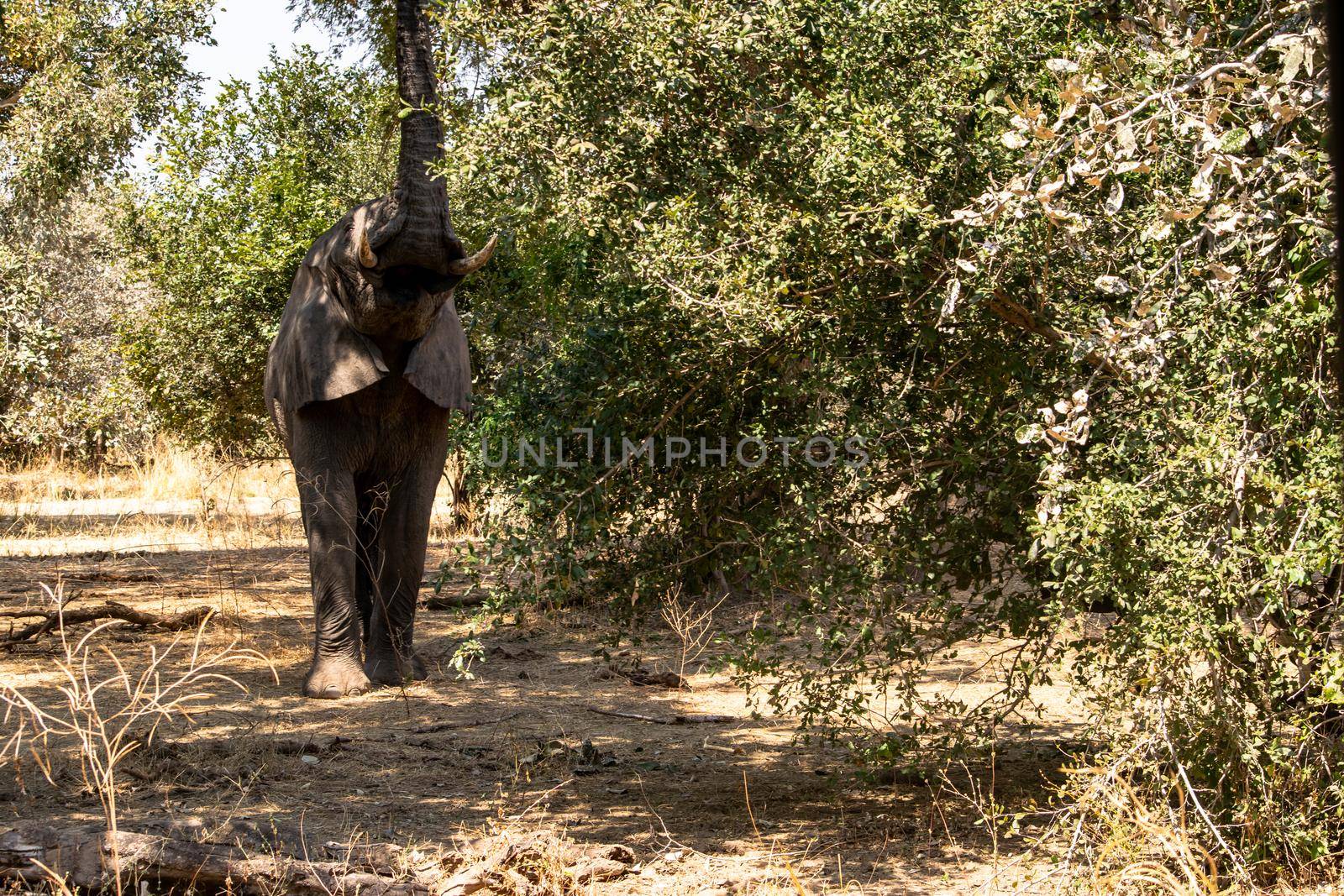 An amazing close up of a huge elephant eating in the bush