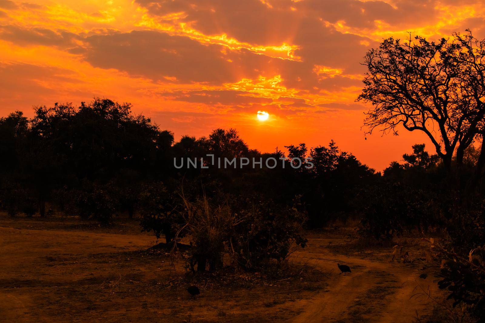 Amazing view of the classic african sunset by silentstock639
