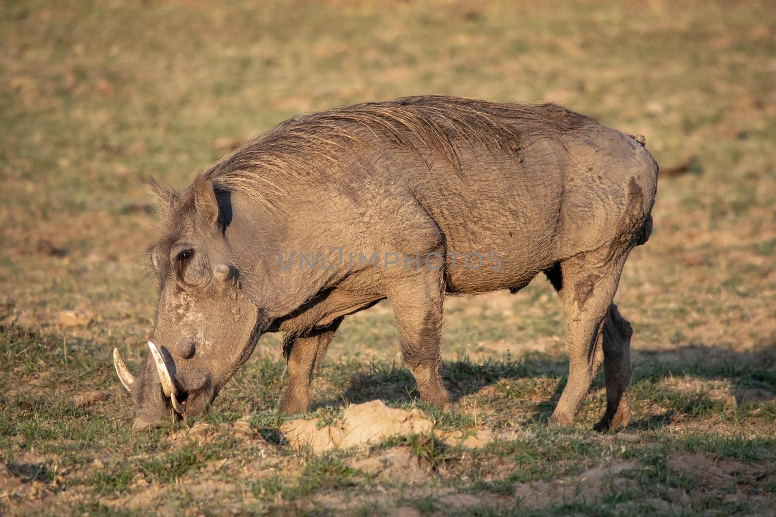 Close-up of a huge warthog eating in the savanna by silentstock639